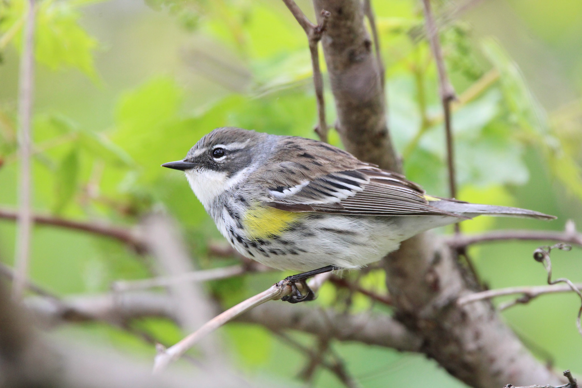 Yellow-rumped Warbler
