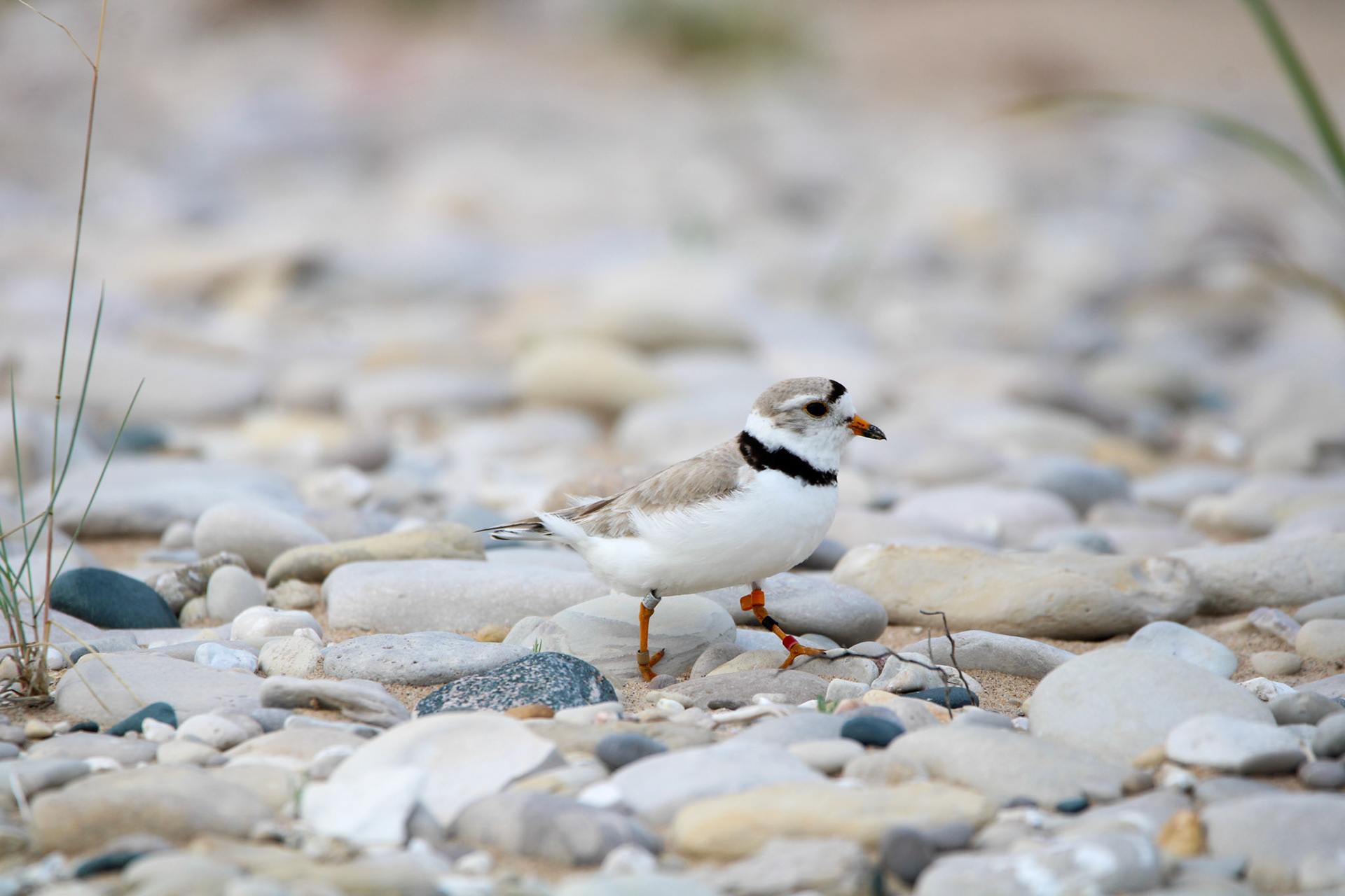 Piping Plover