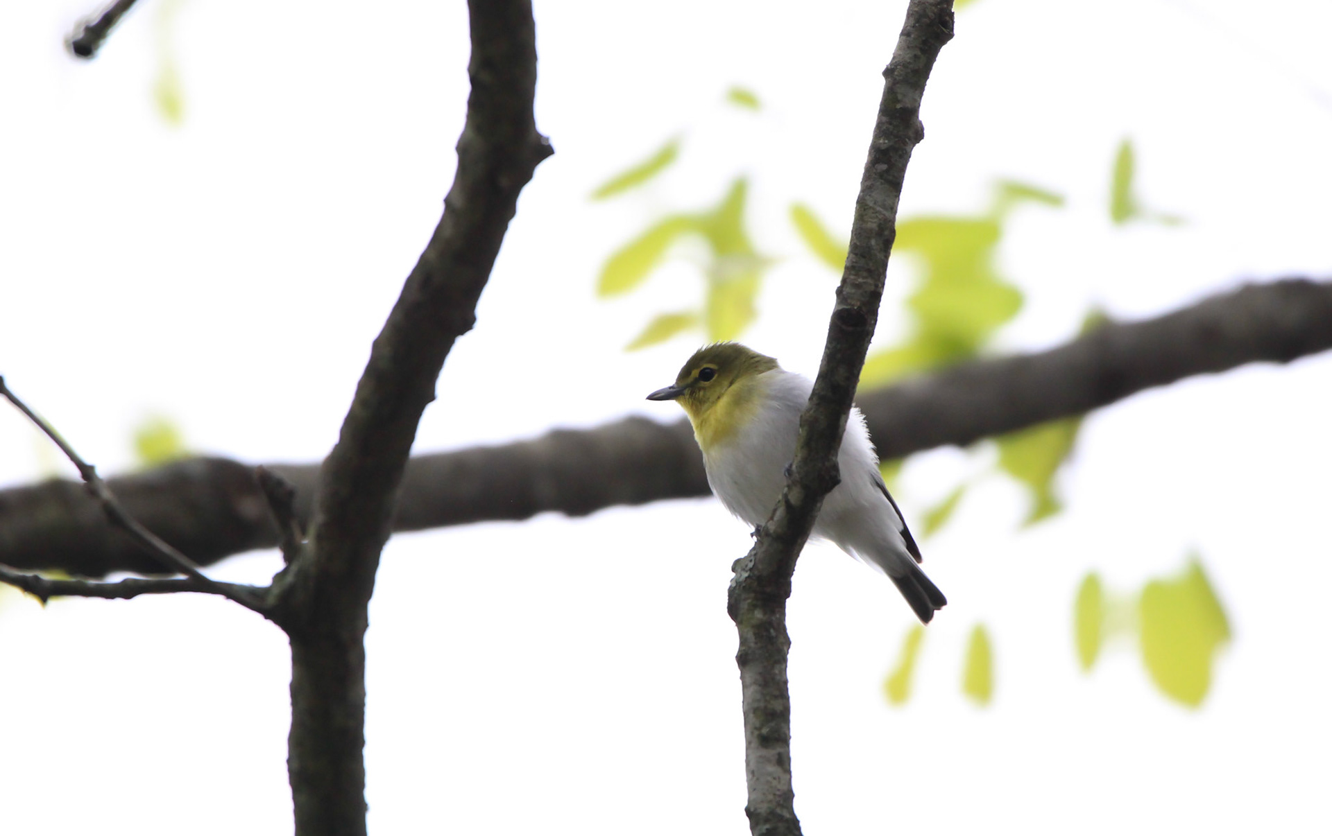 Yellow-throated Vireo