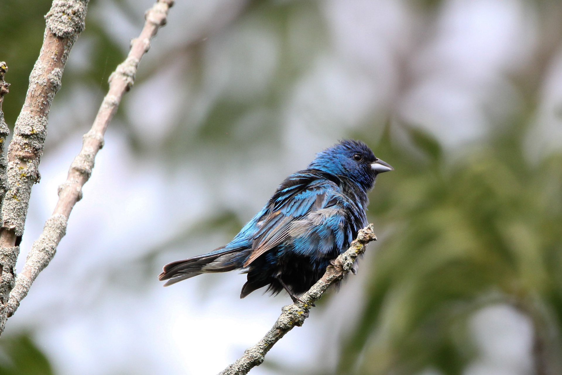 Indigo Bunting