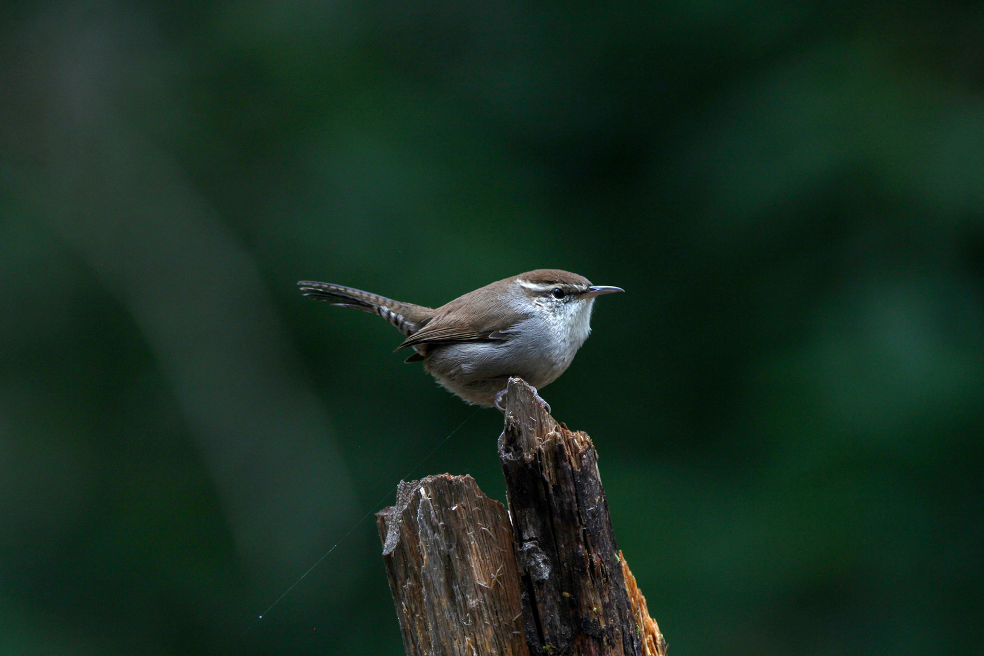Bewick's Wren - Big Basin Redwoods State Park