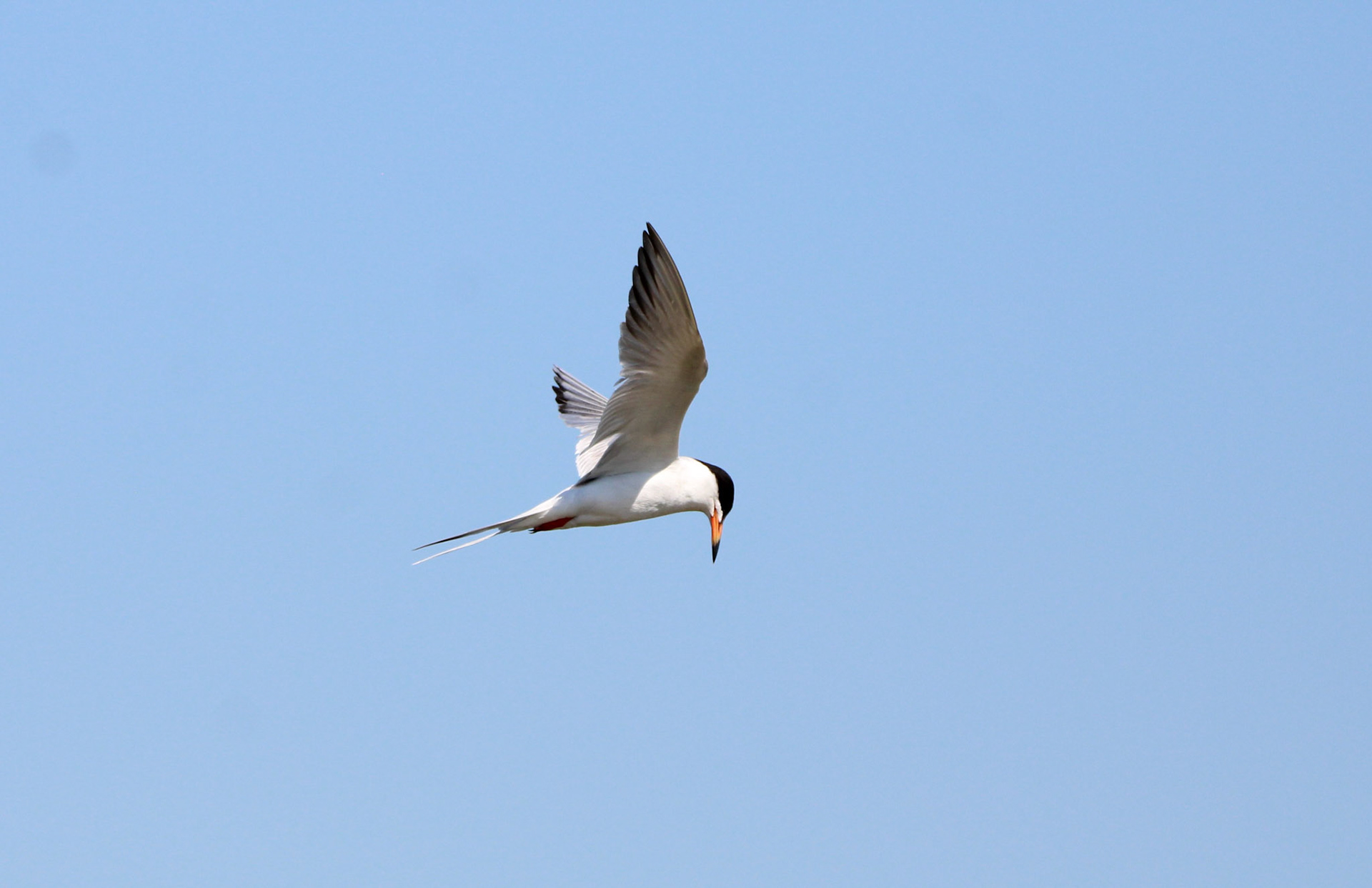 Common Tern