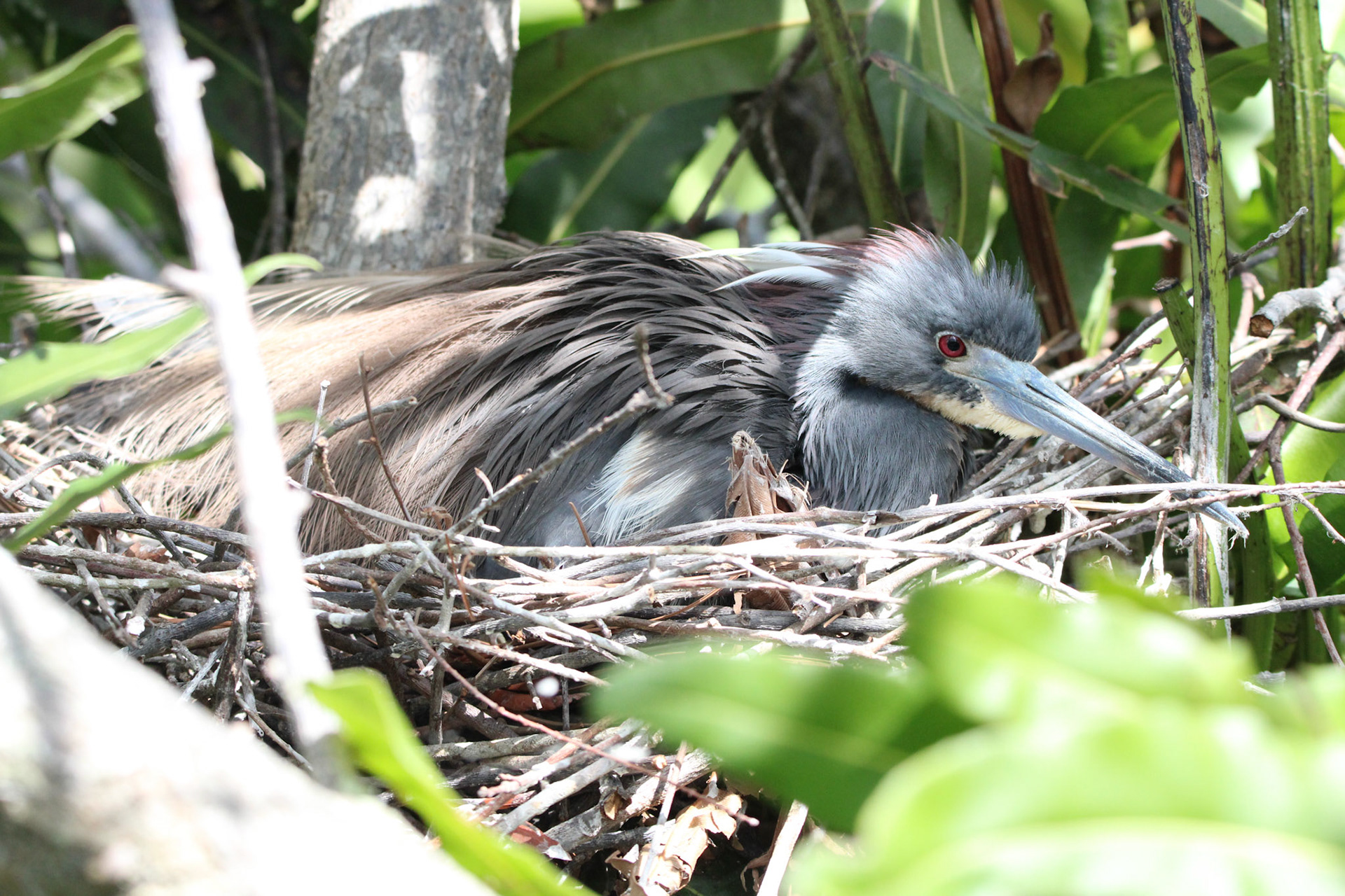 Tricolored Heron - Wakodahatchee Wetlands