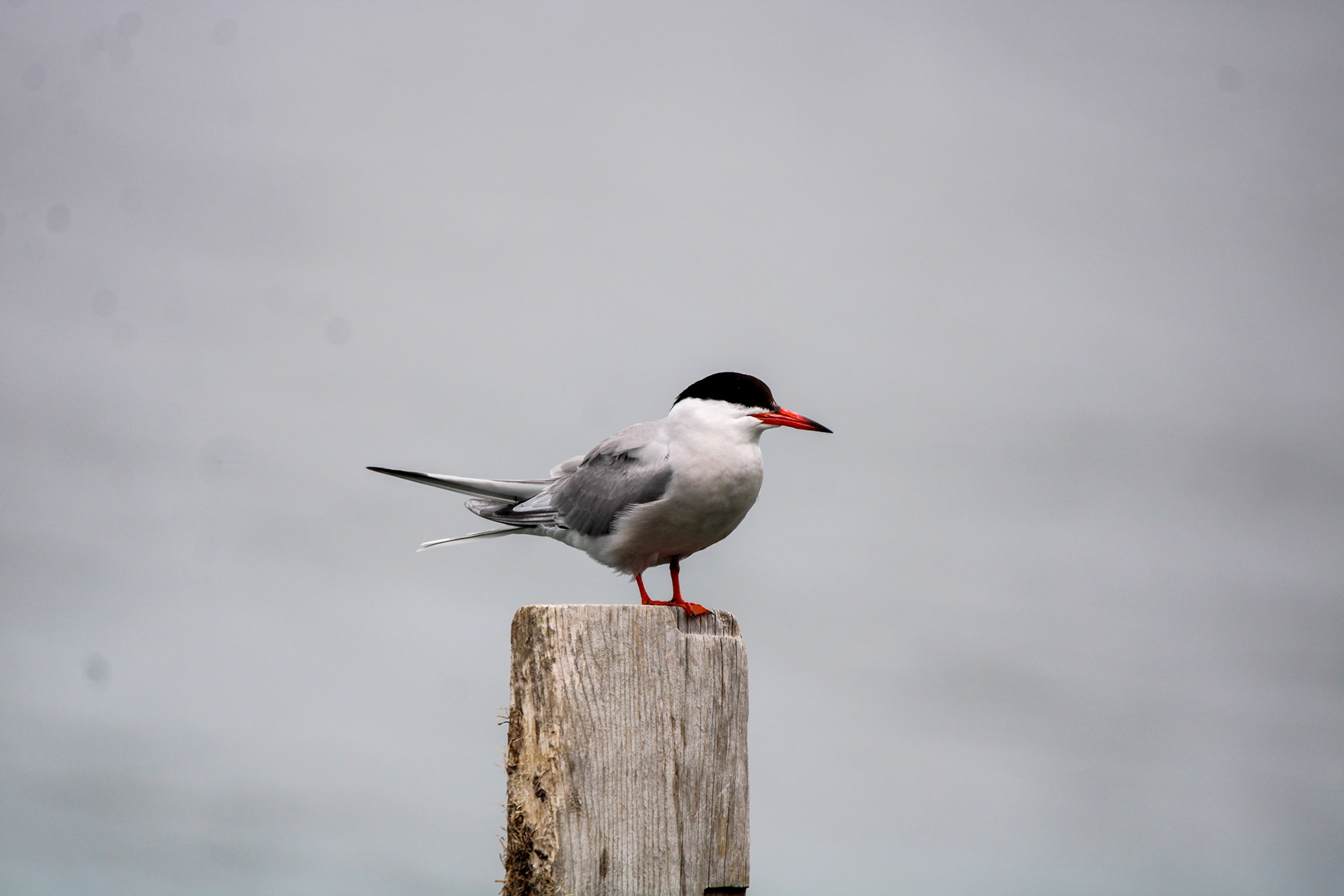 Common Tern