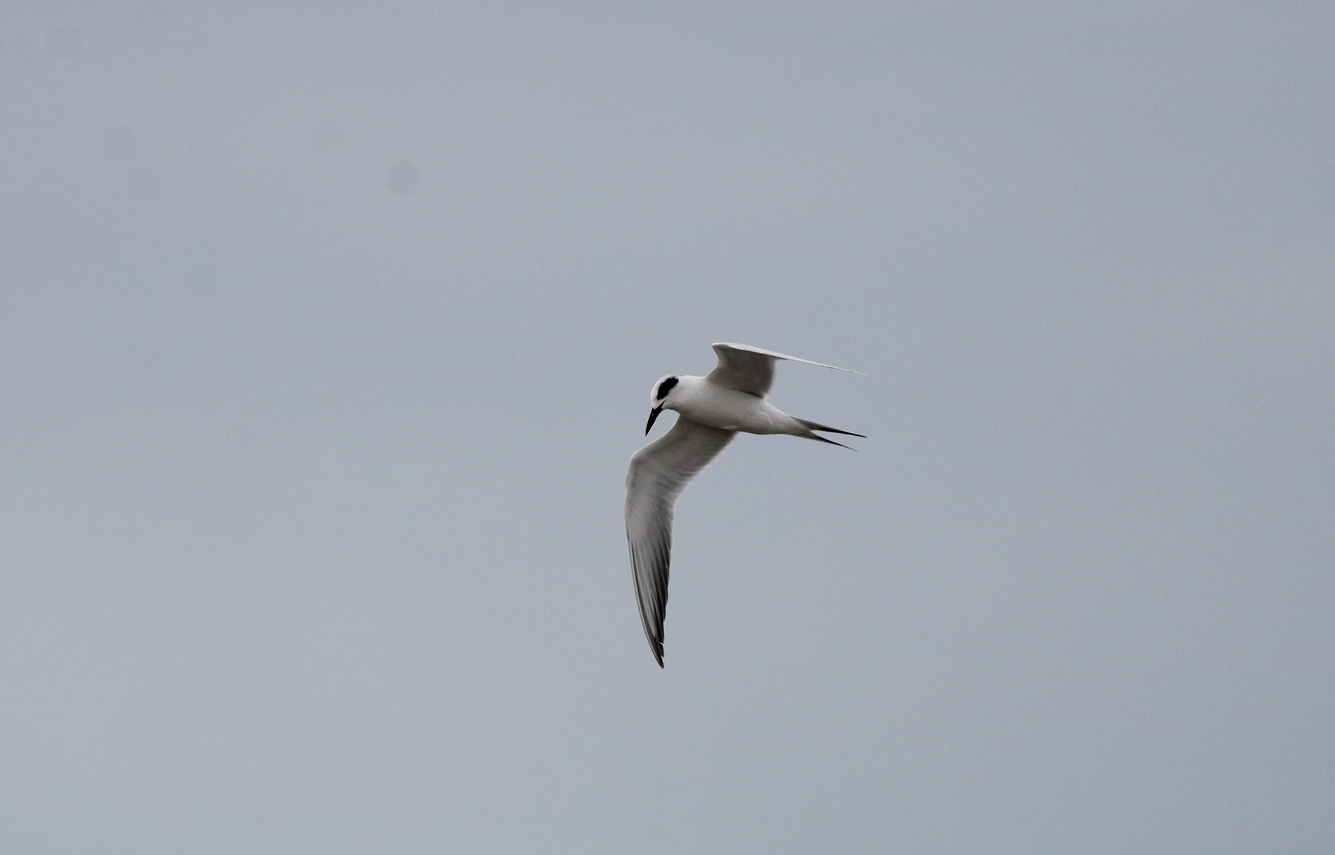 Forster's Tern