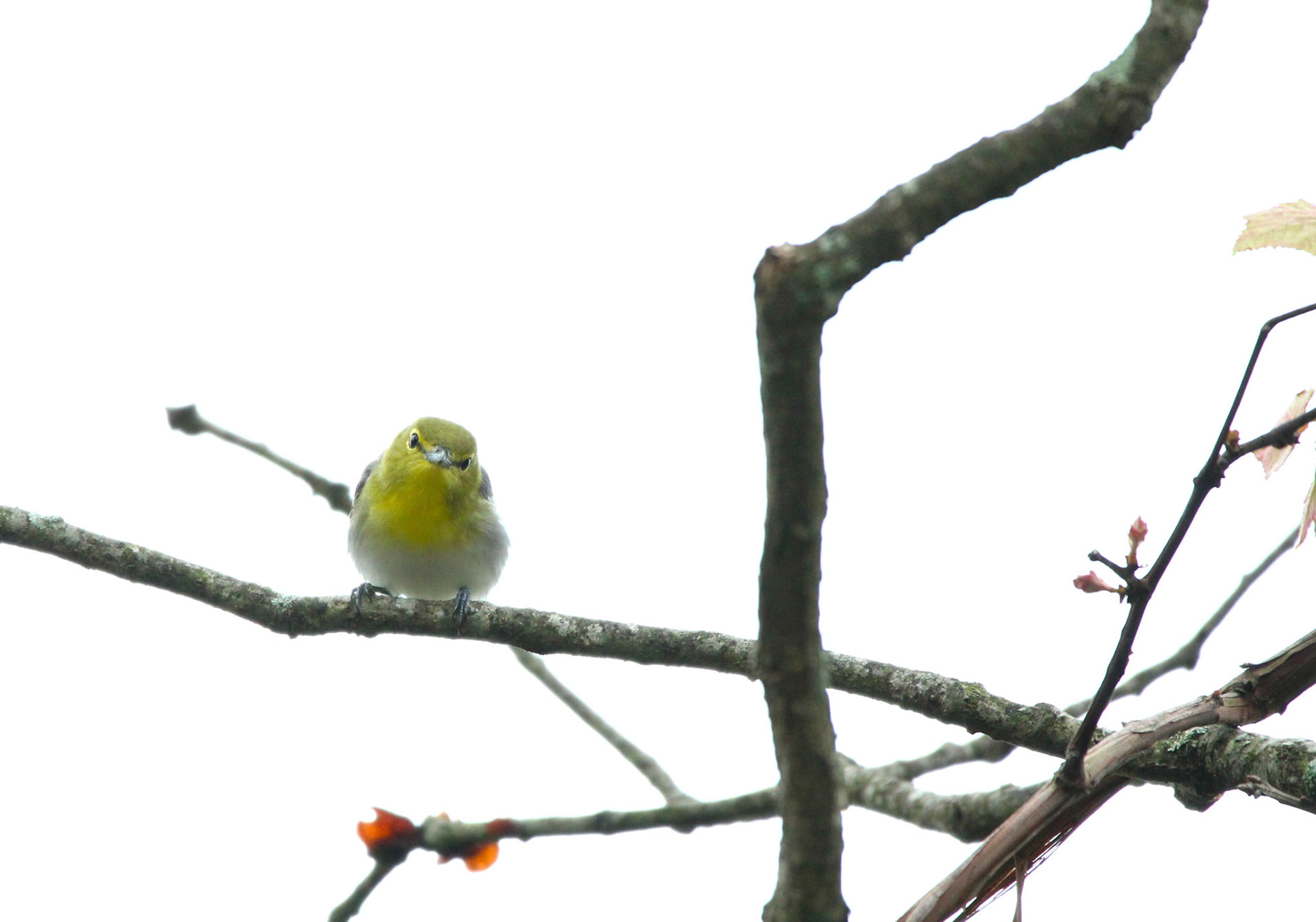 Yellow-throated Vireo