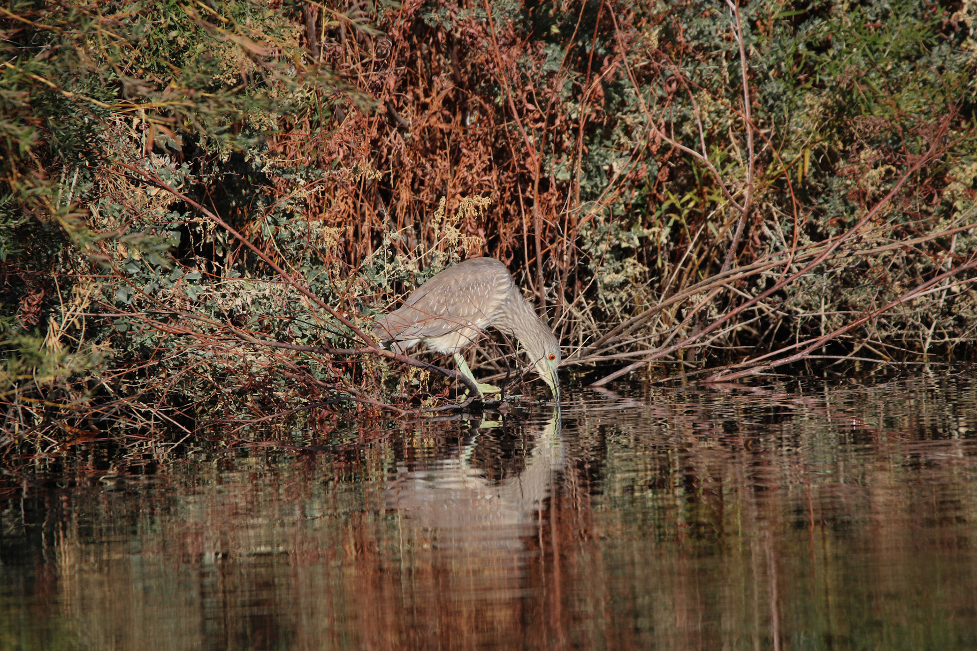 Black-crowned Night Heron
