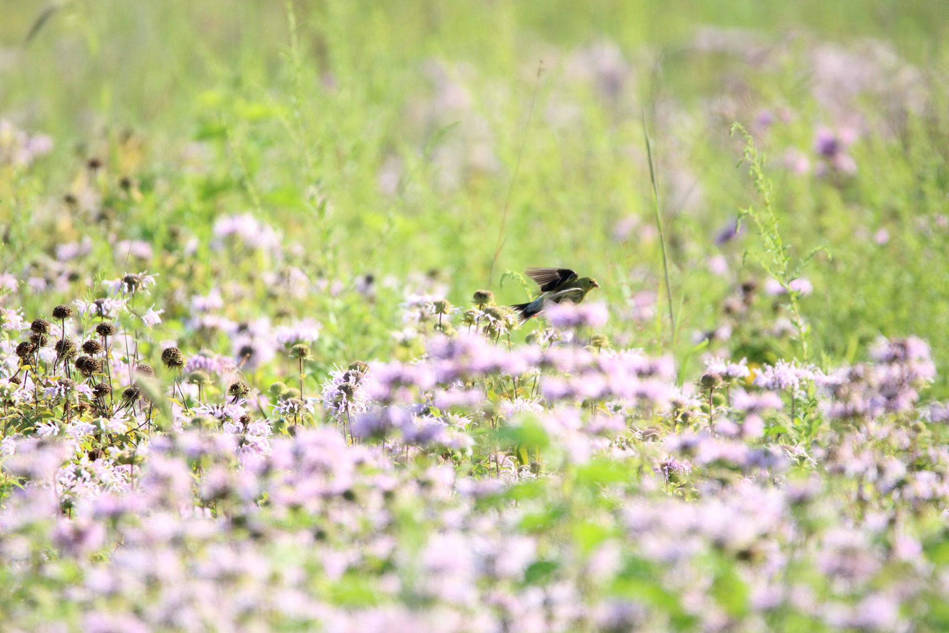 American Goldfinch