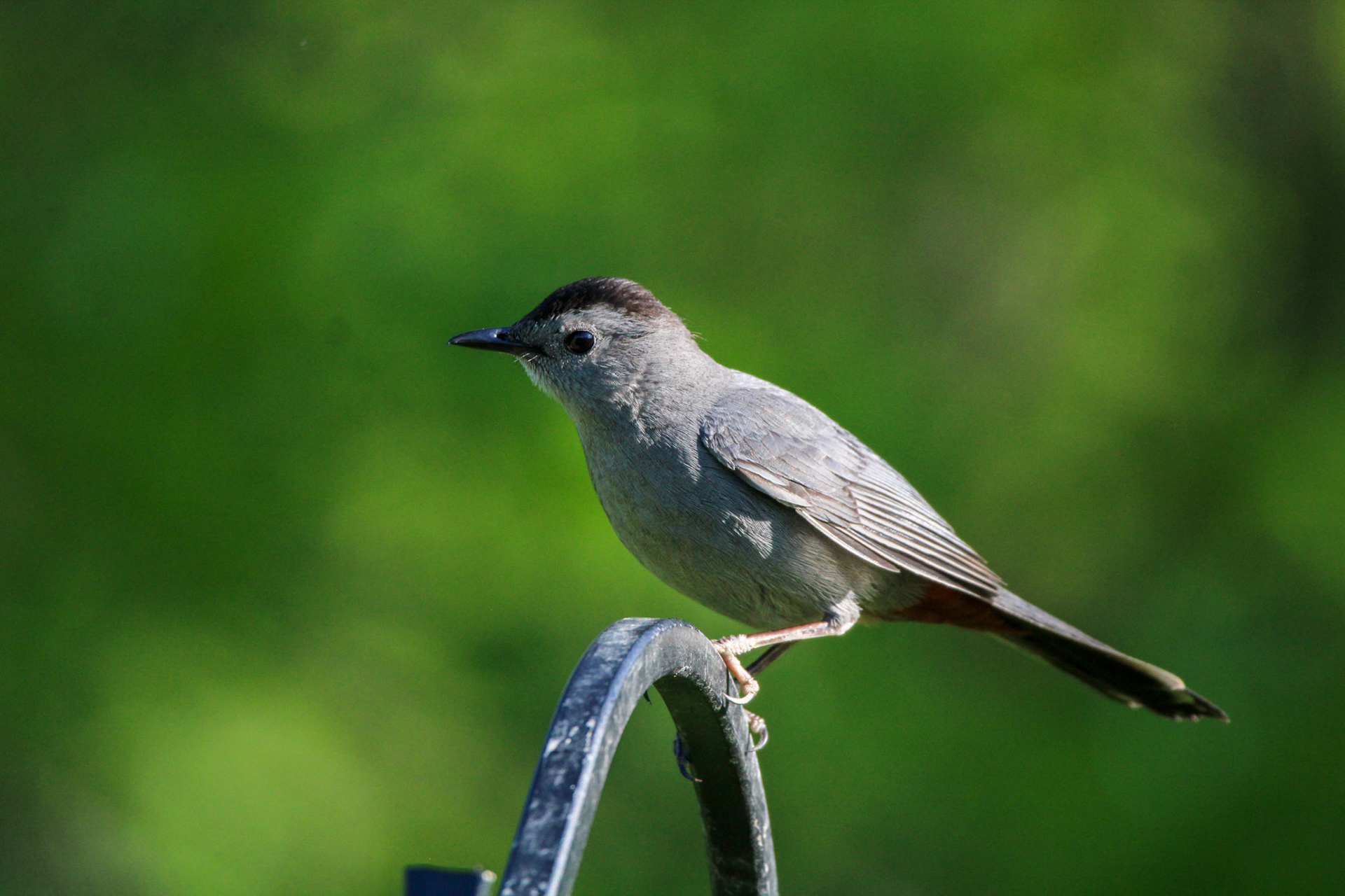 Gray Catbird