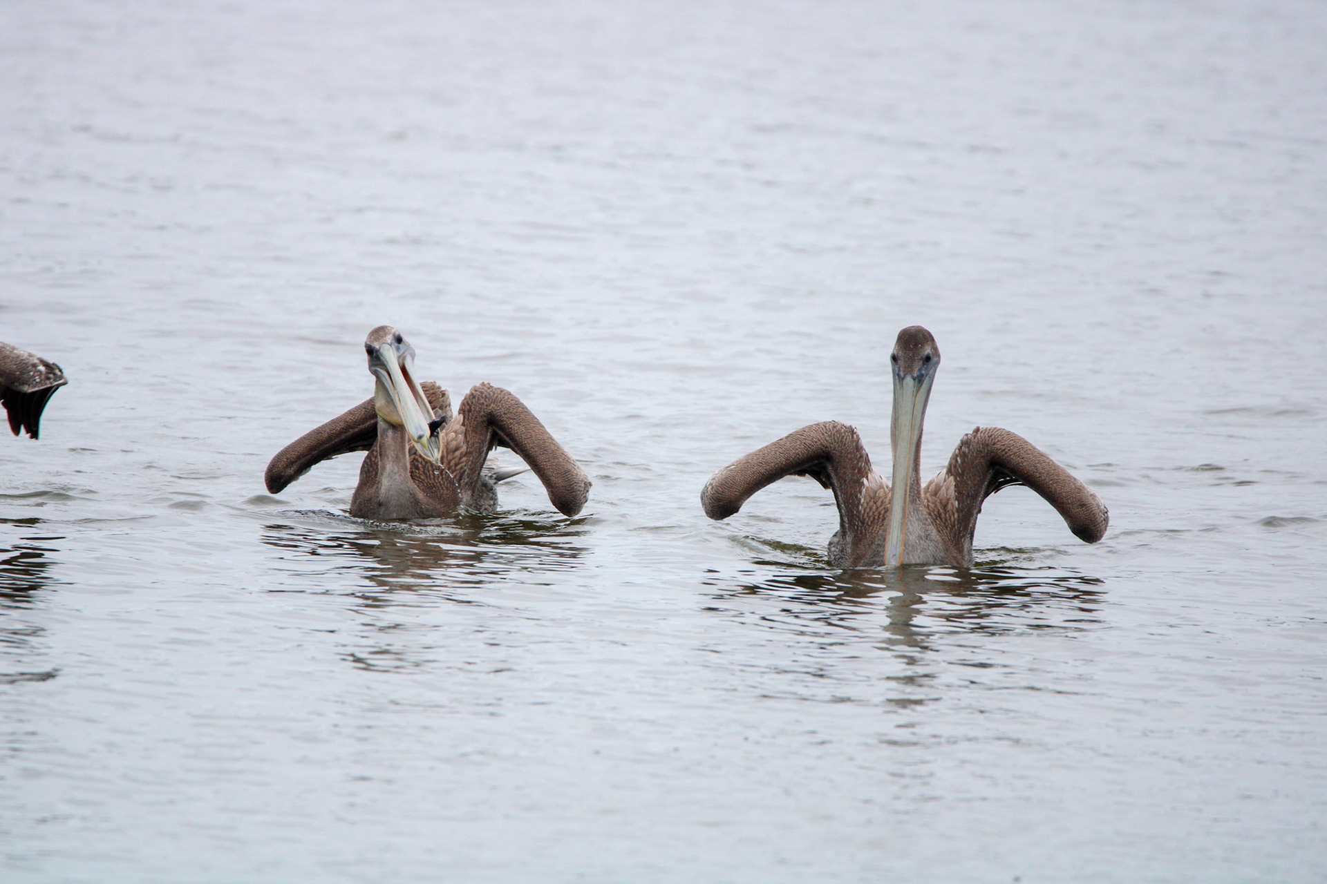 Brown Pelican - Rodeo Lagoon