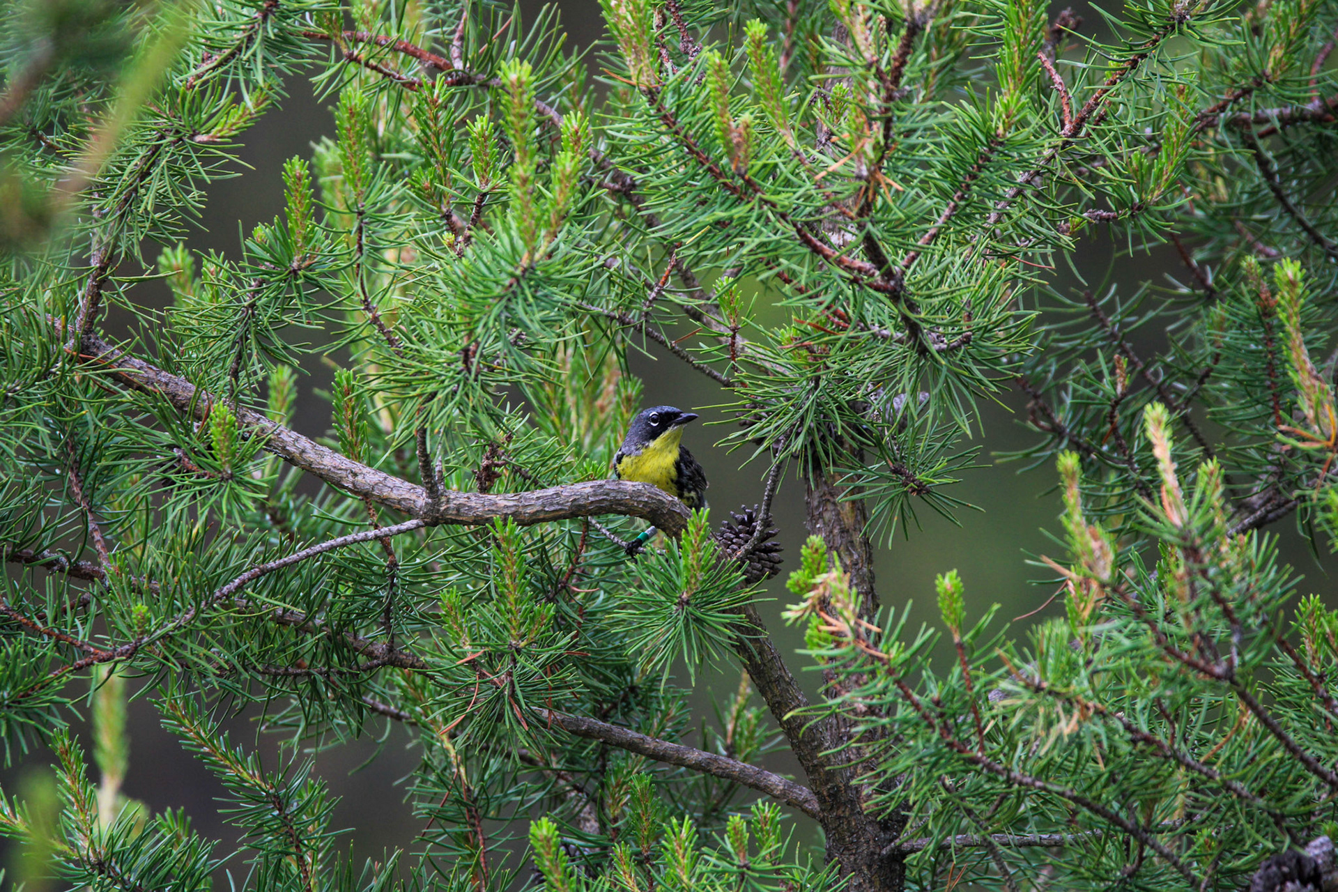 Kirtland's Warbler - Huron National Forest
