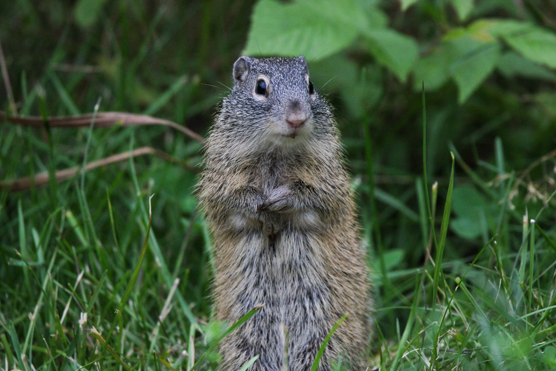 Franklin's Ground Squirrel - Shipwreck Creek Campground