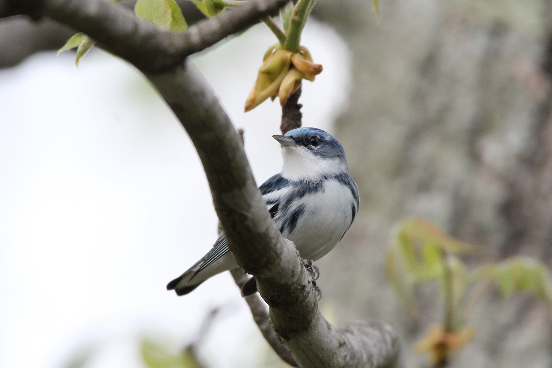 Cerulean Warbler