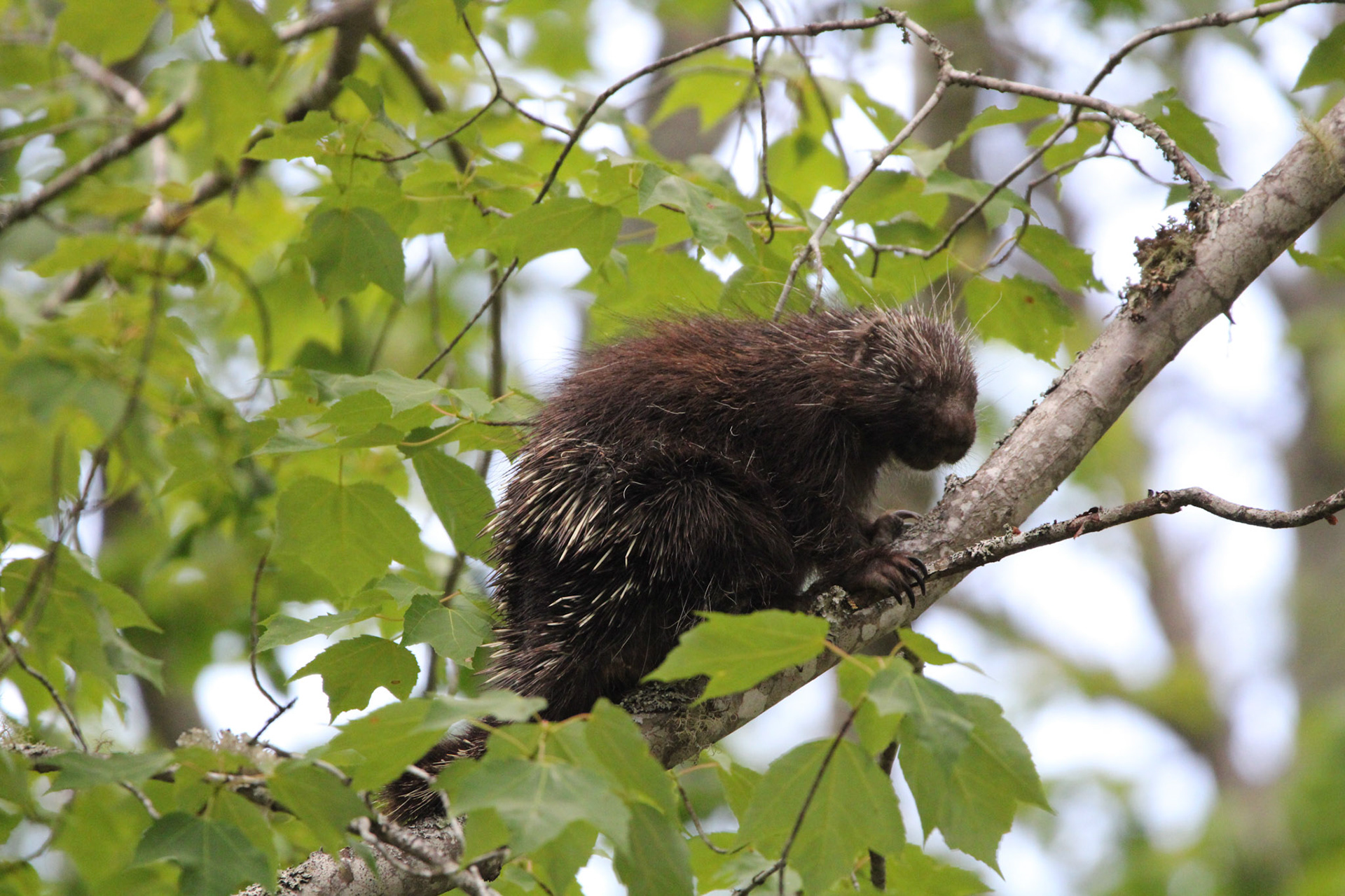 Porcupine