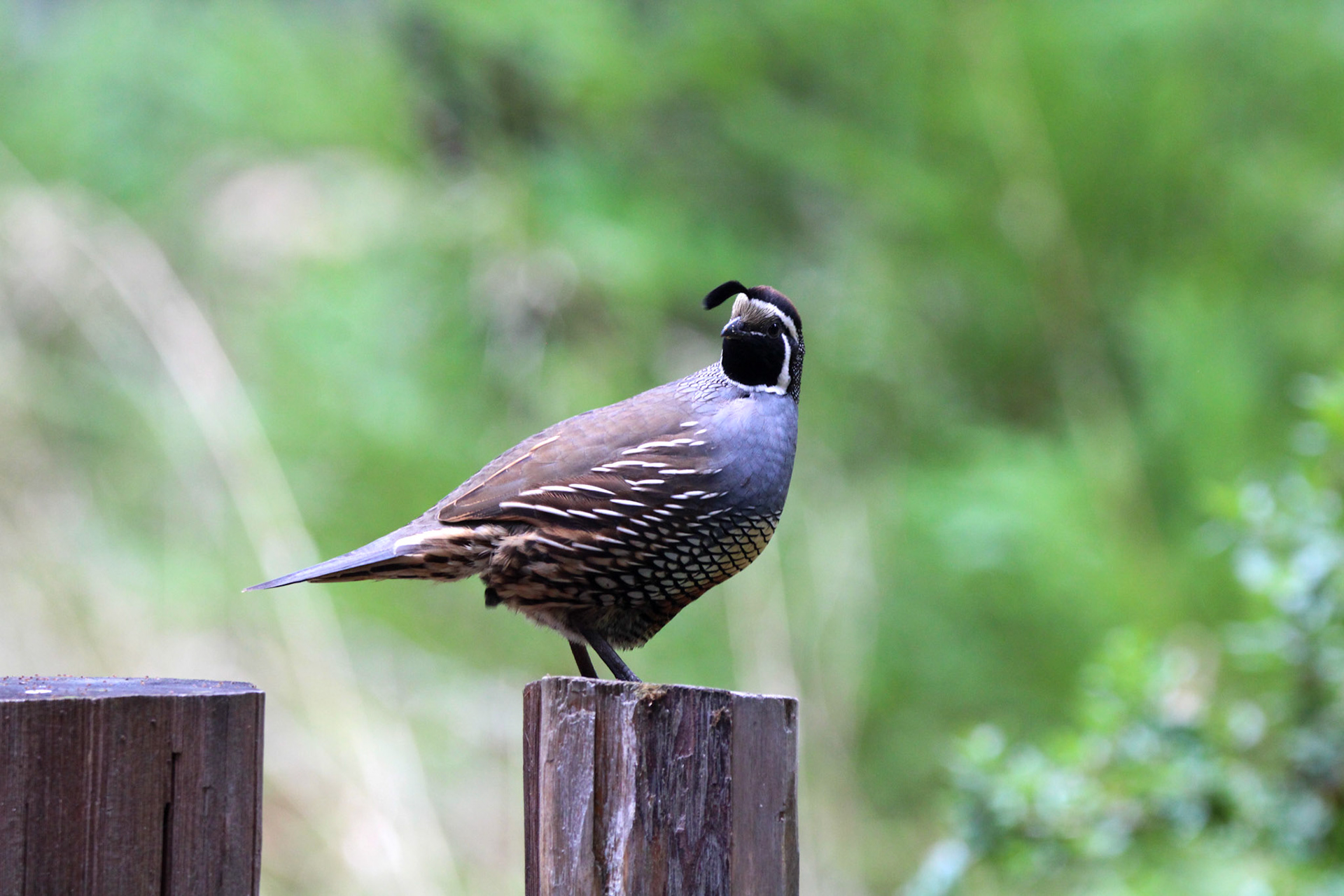 California Quail- Big Basin Redwoods State Park