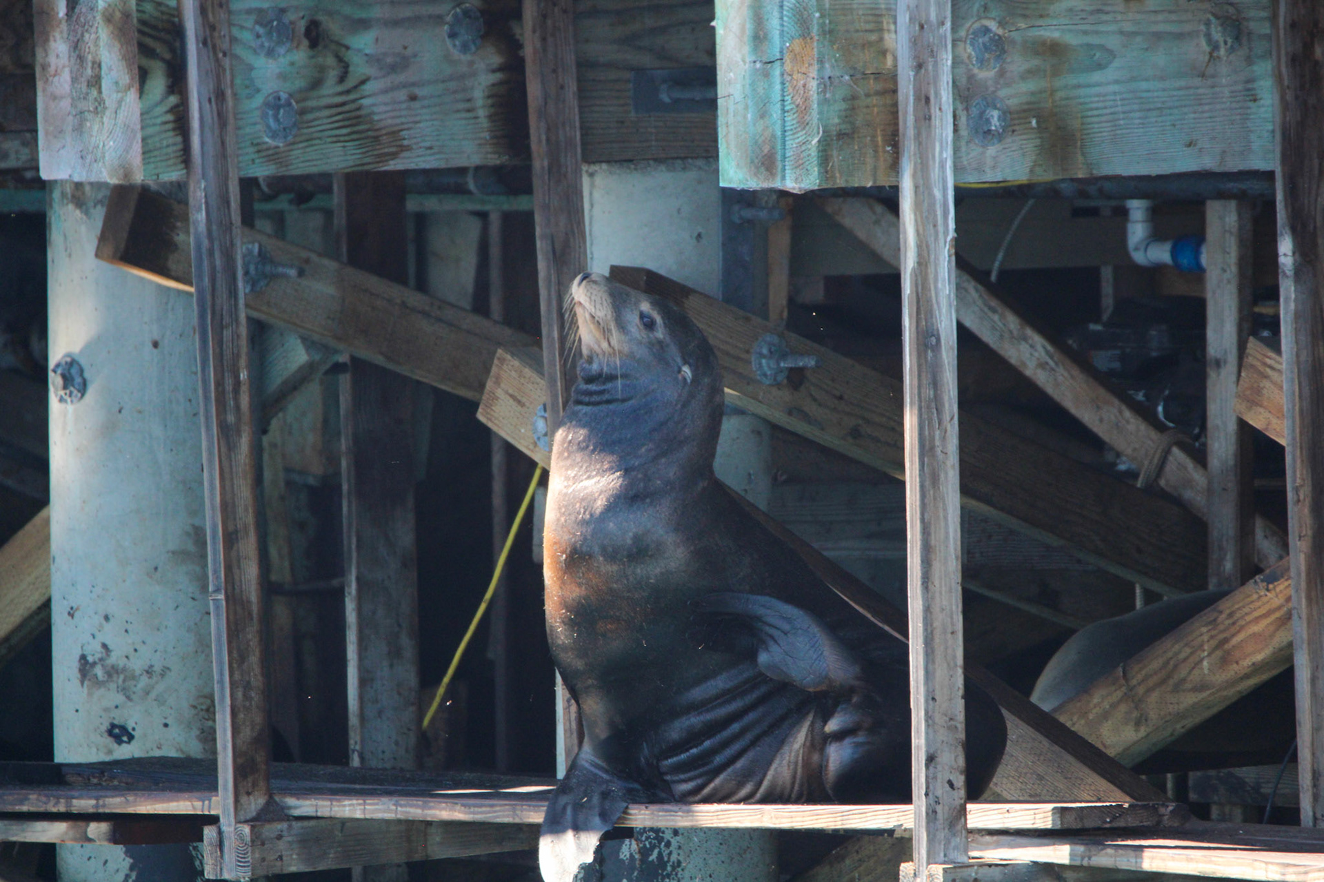California Sea Lion - Monterey Bay, CA