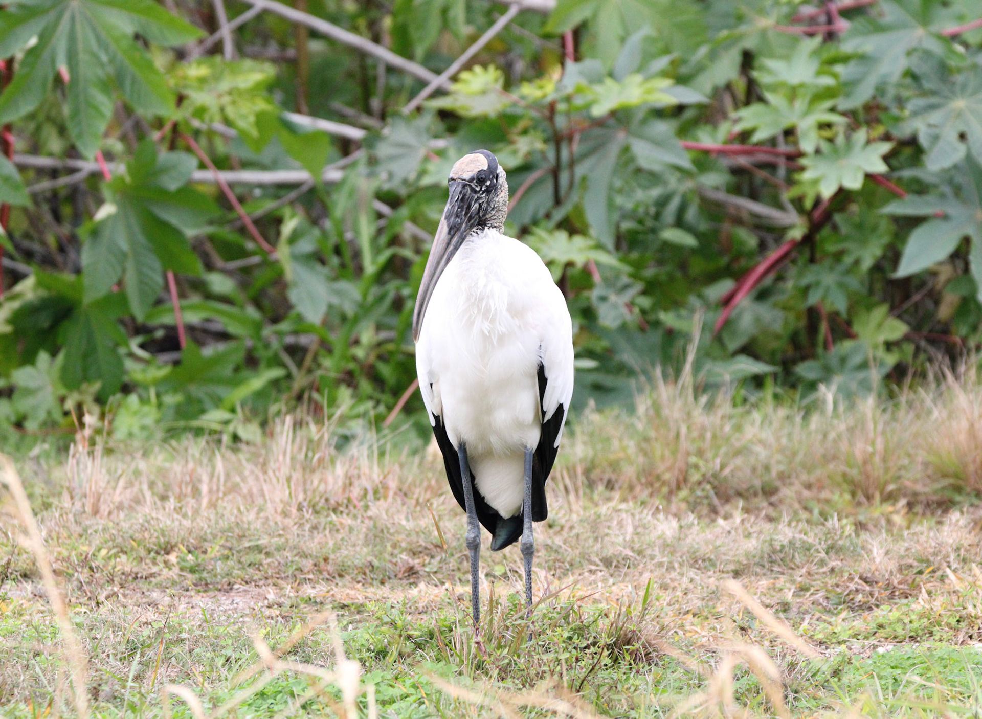 Wood Stork