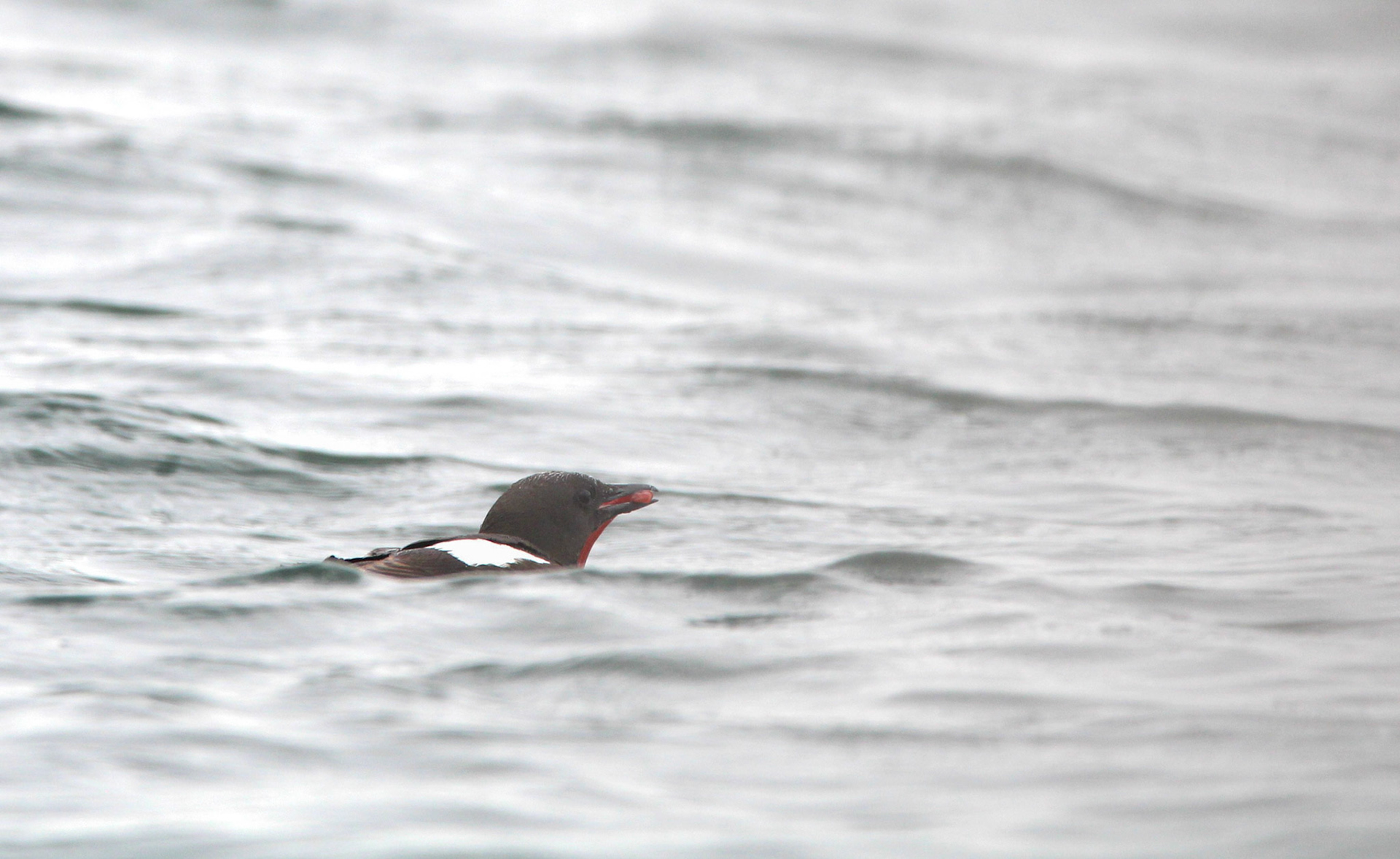 Black Guillemot