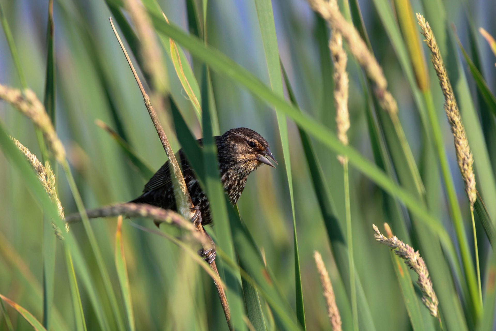 Red-winged Blackbird