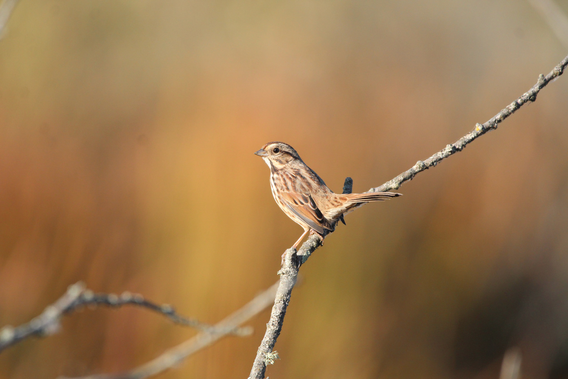 Song Sparrow