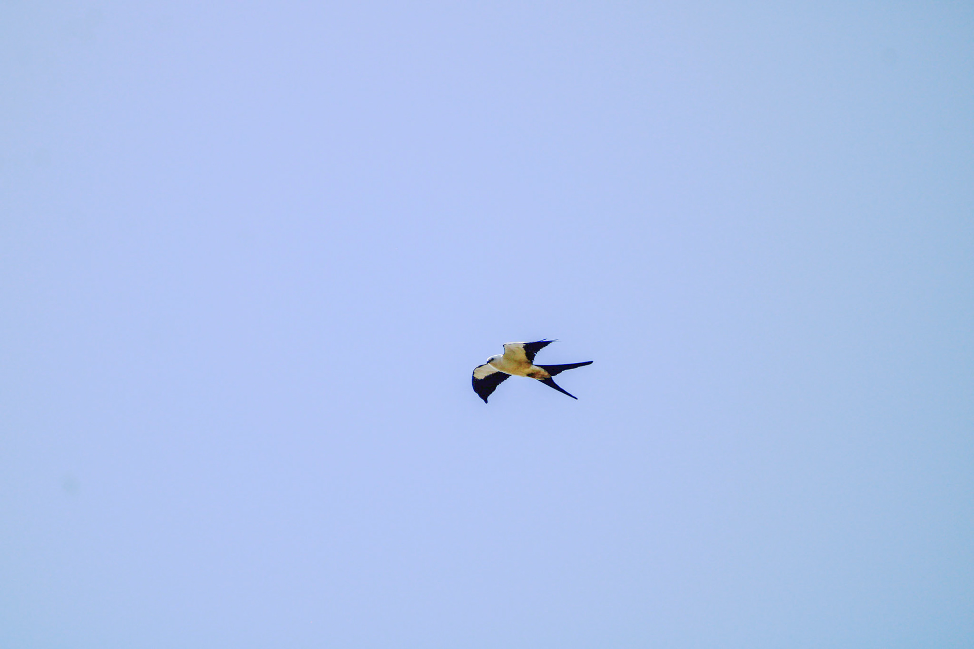 Swallow-tailed Kite - Rotenberger Wildlife Management Area