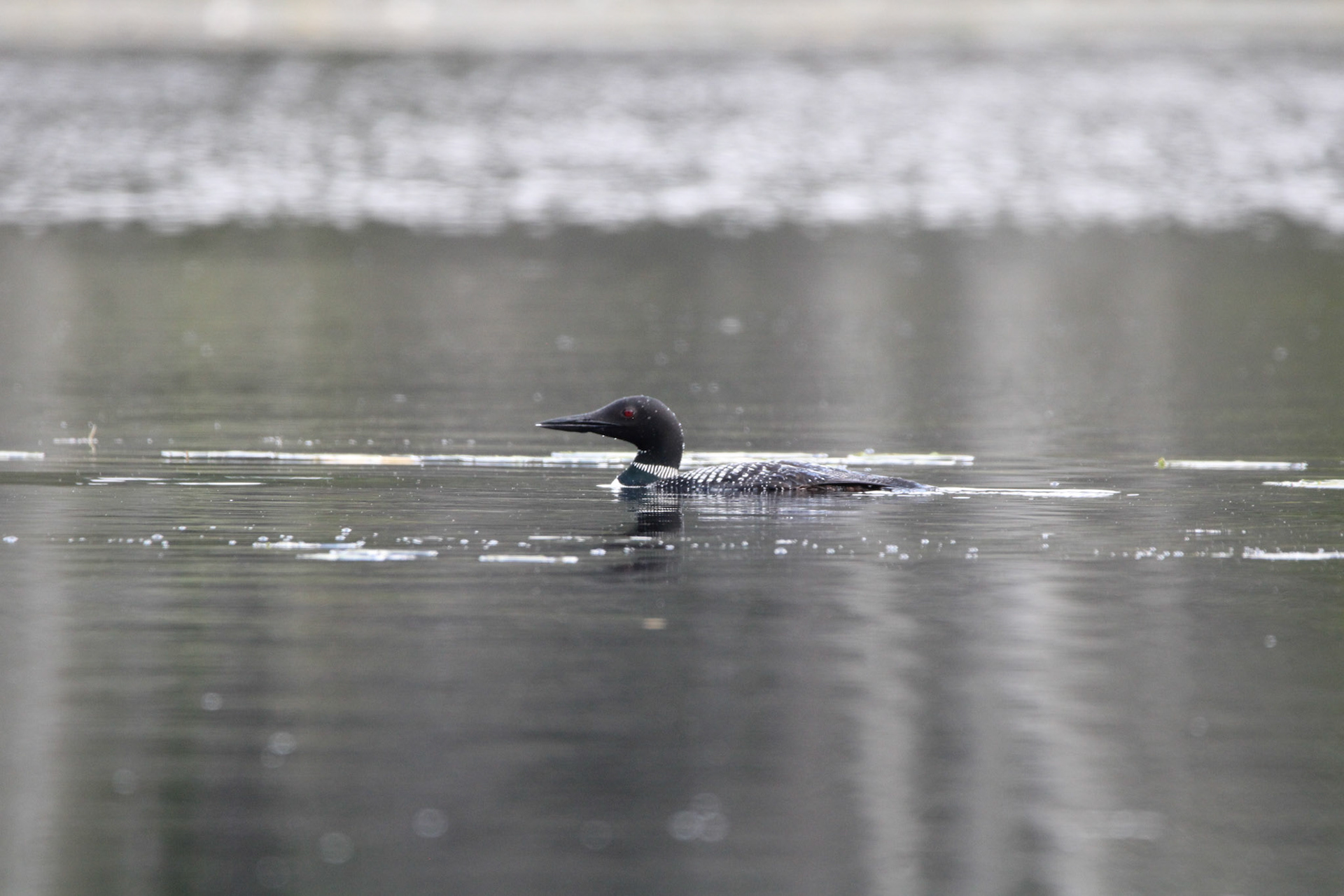Common Loon