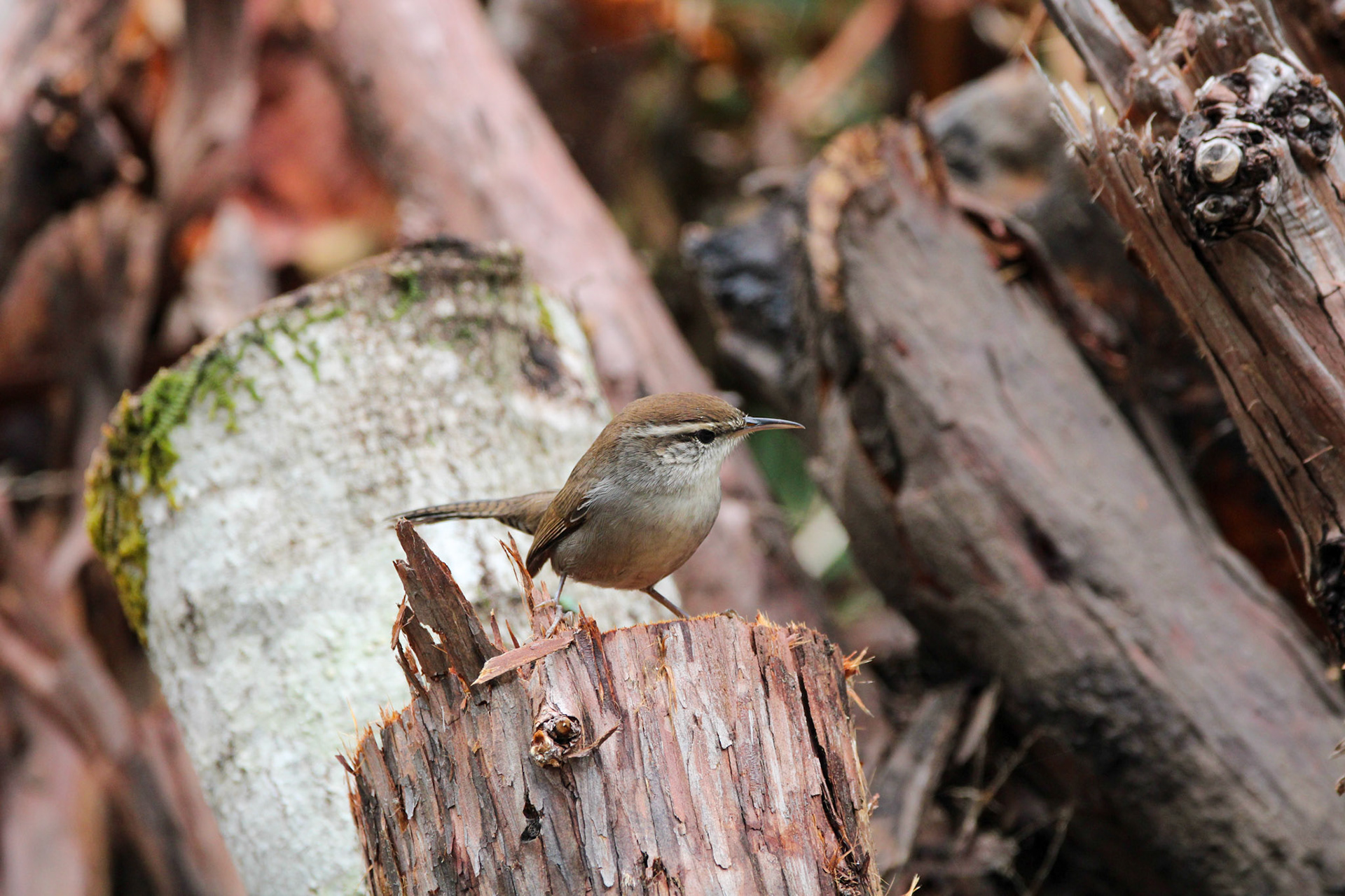 Bewick's Wren - Big Basin Redwoods State Park