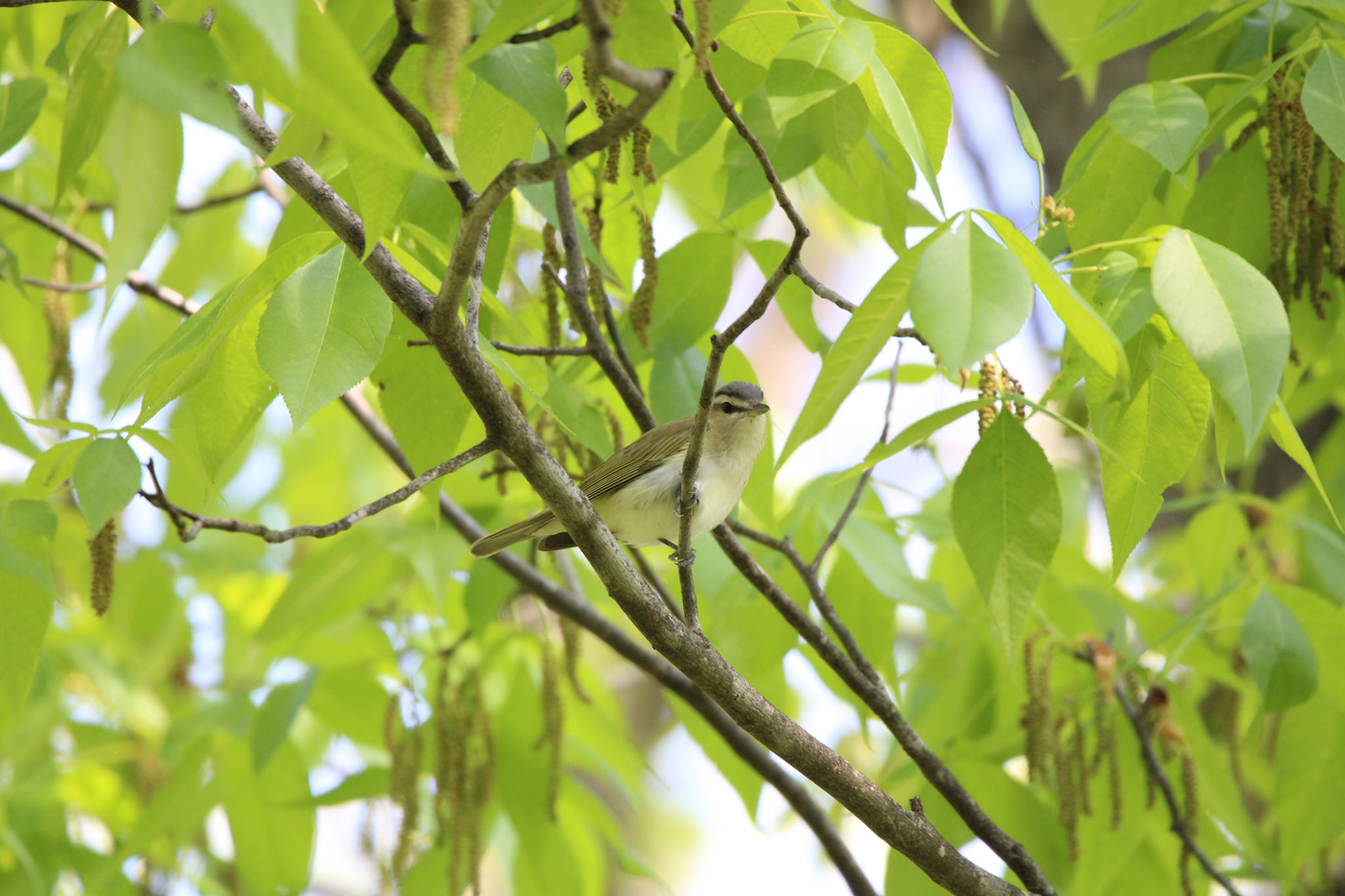 Red-eyed Vireo