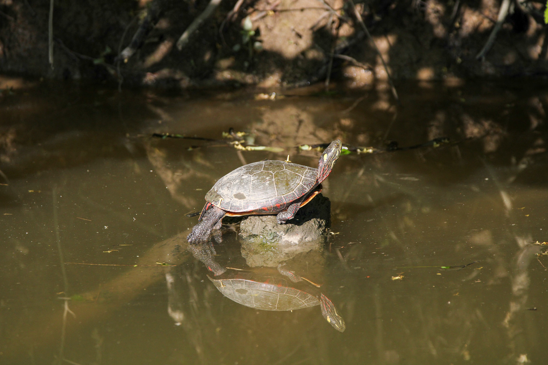 Painted Turtle