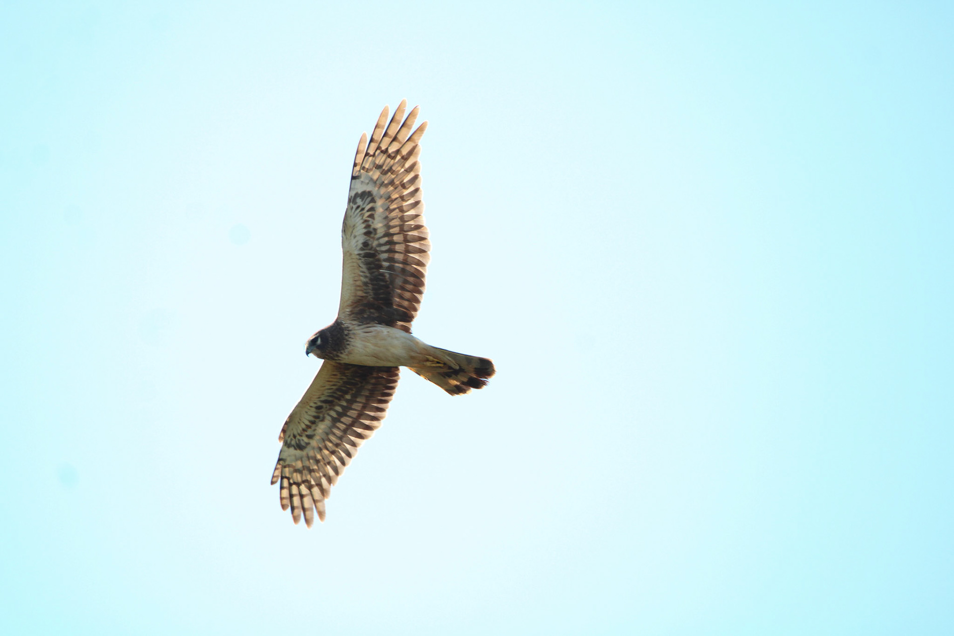 Northern Harrier - Green Cay Wetlands