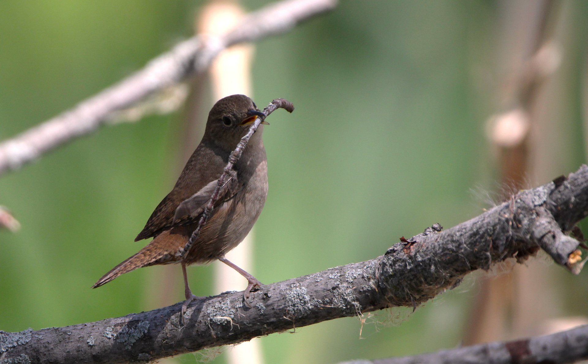 House Wren (F)