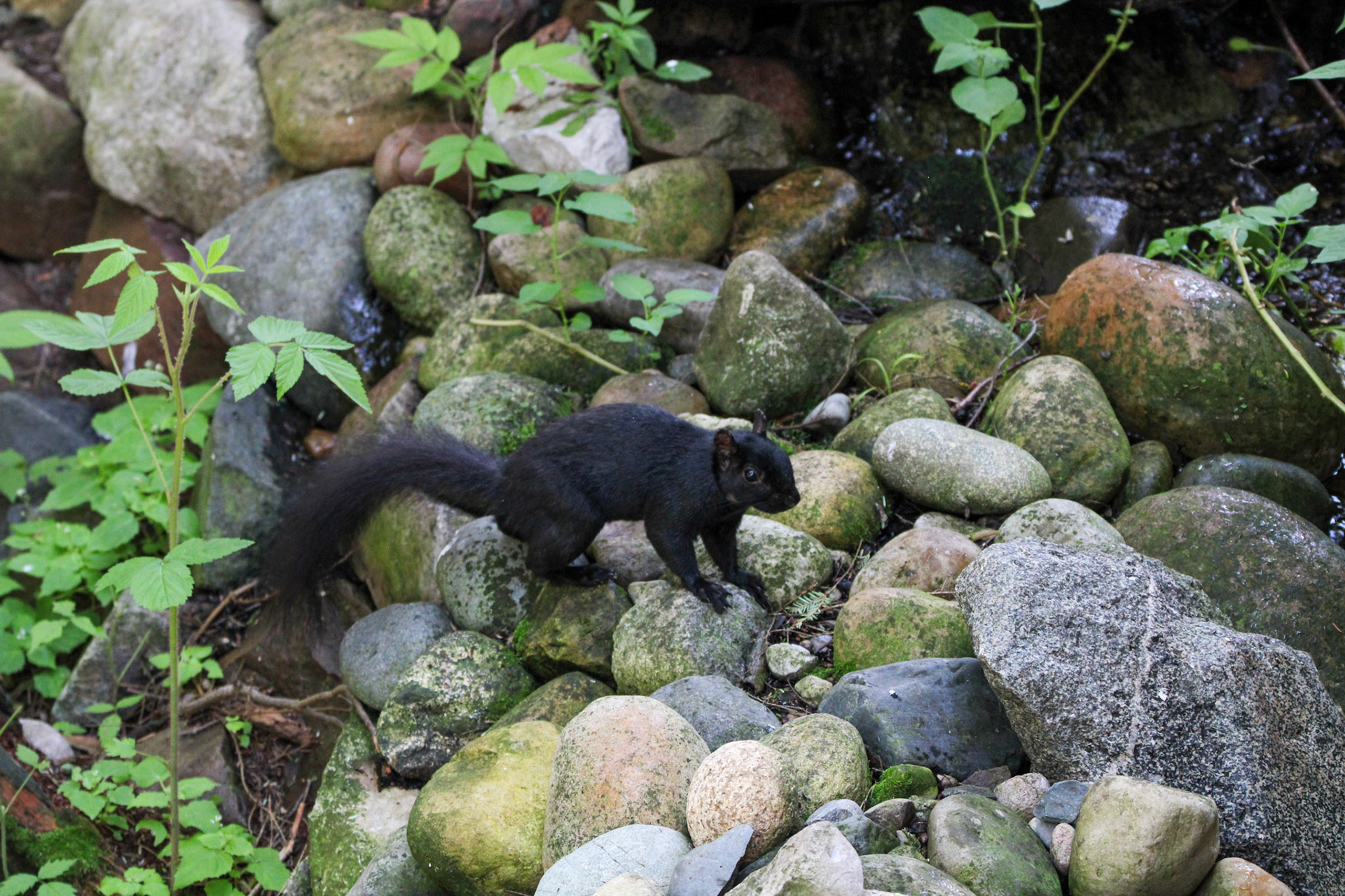 Black Squirrel - Hartwick Pines State Park