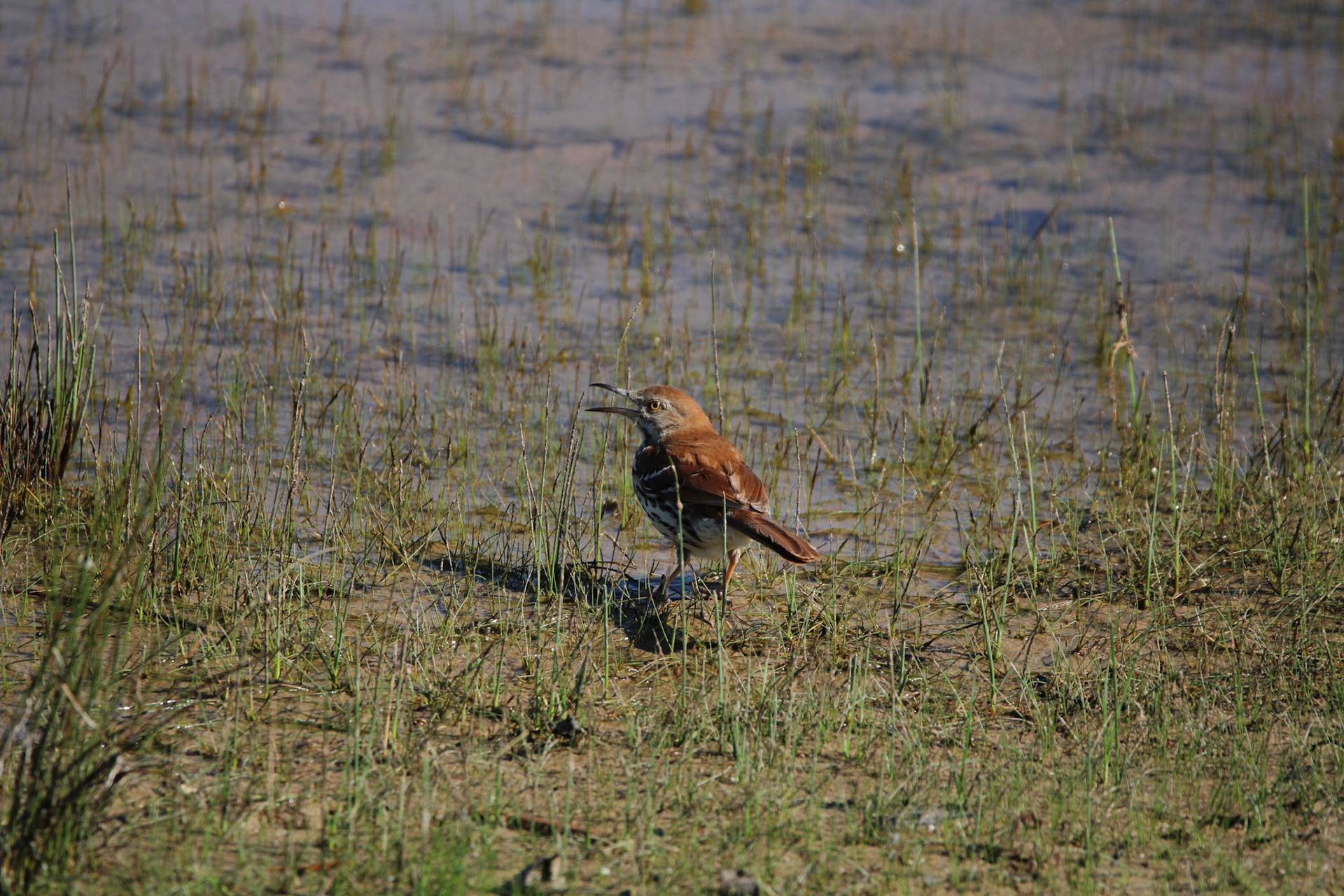 Brown Thrasher