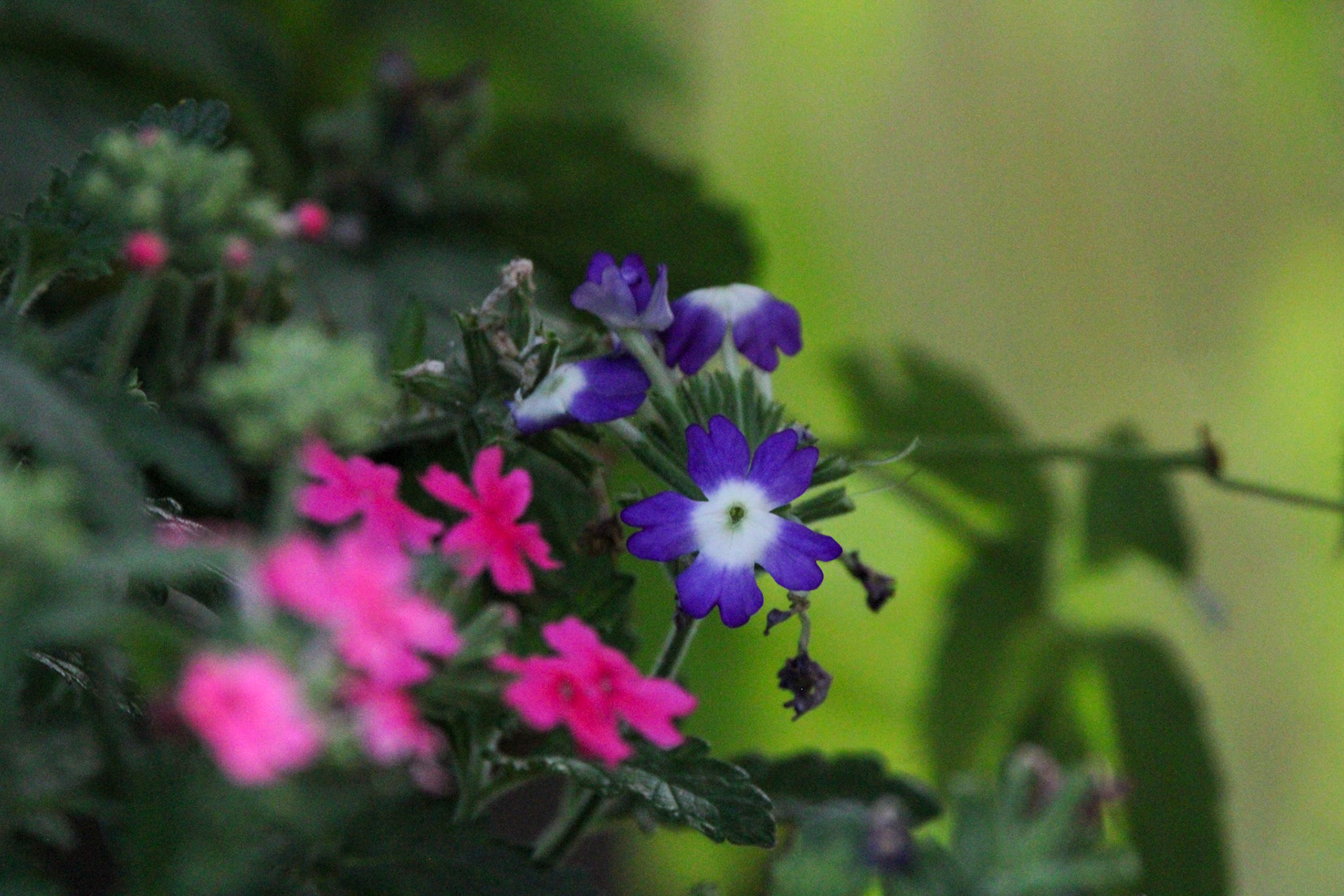 Flowers by Ryan