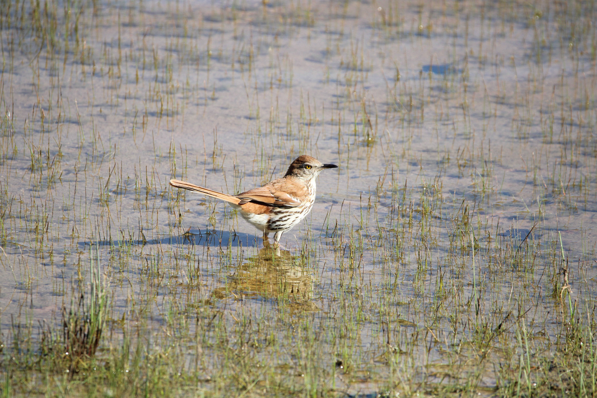Brown Thrasher