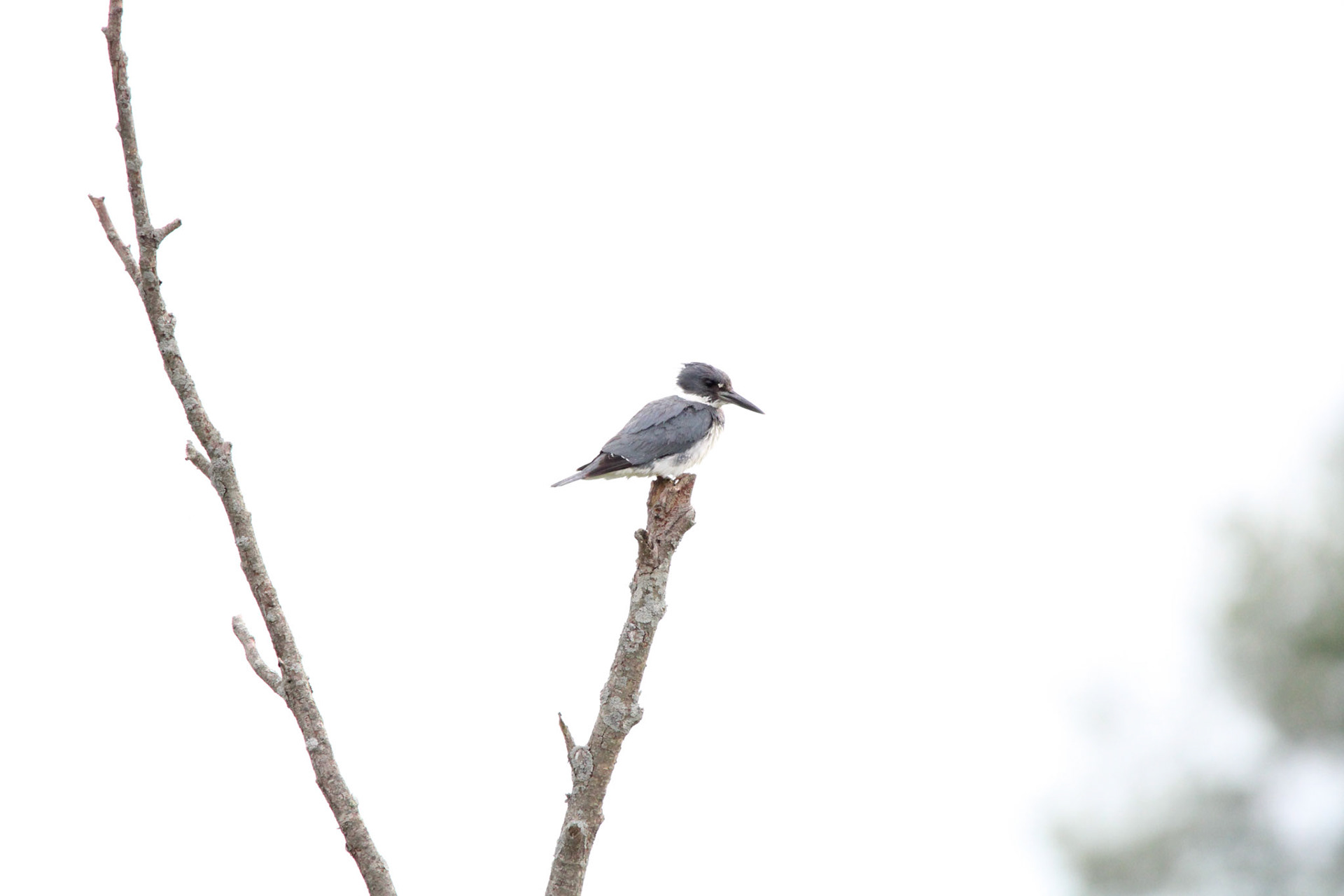 Belted Kingfisher