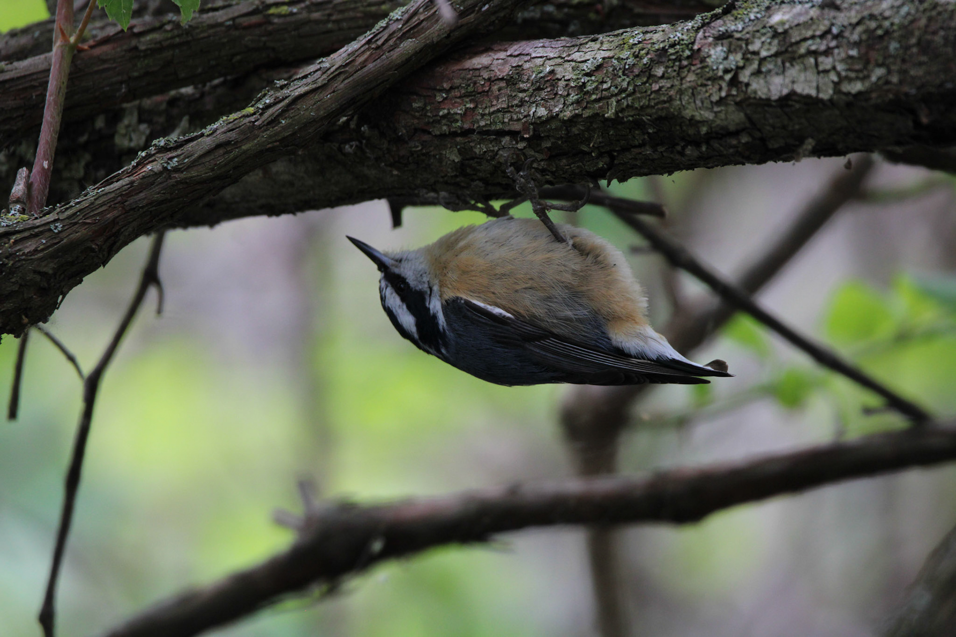 Red-breasted Nuthatch