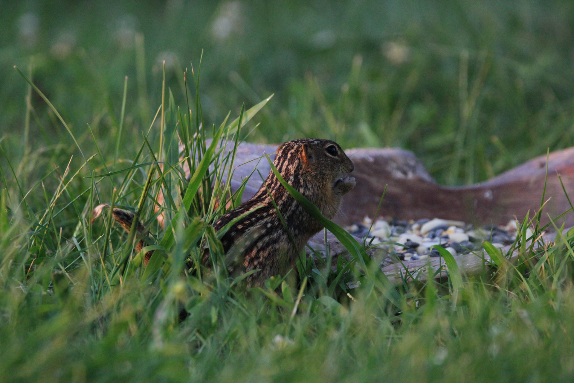13-lined Ground Squirrel