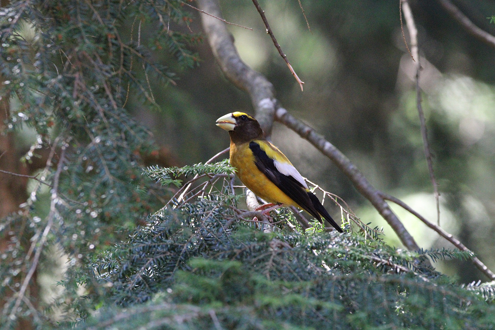 Evening Grosbeak