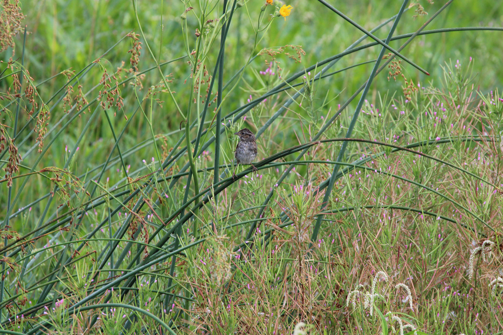 Unidentified Sparrow