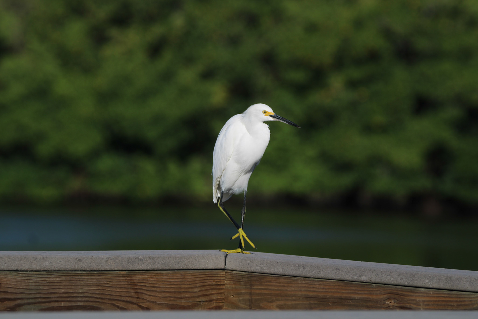 Snowy Egret