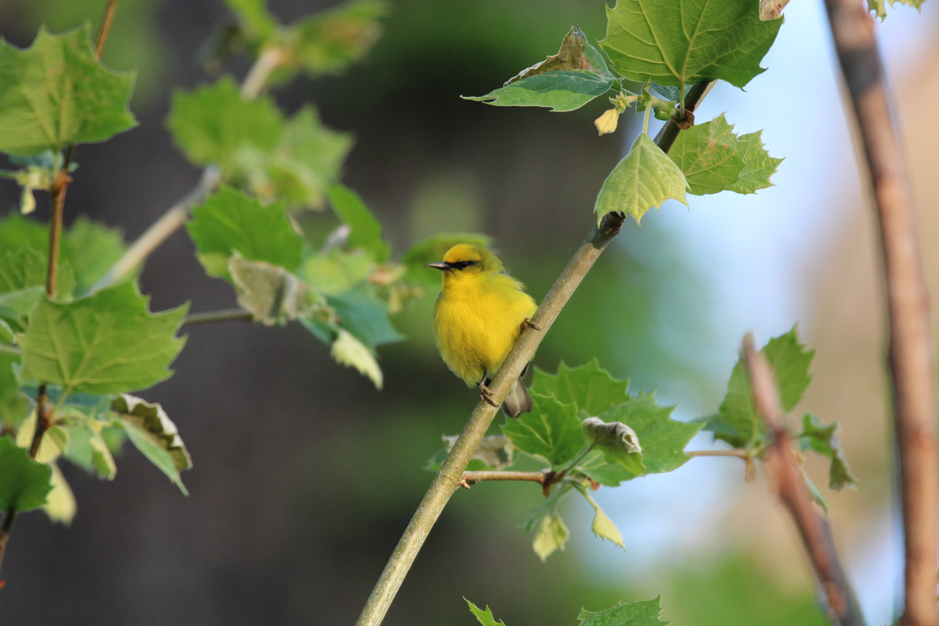 Blue-winged Warbler