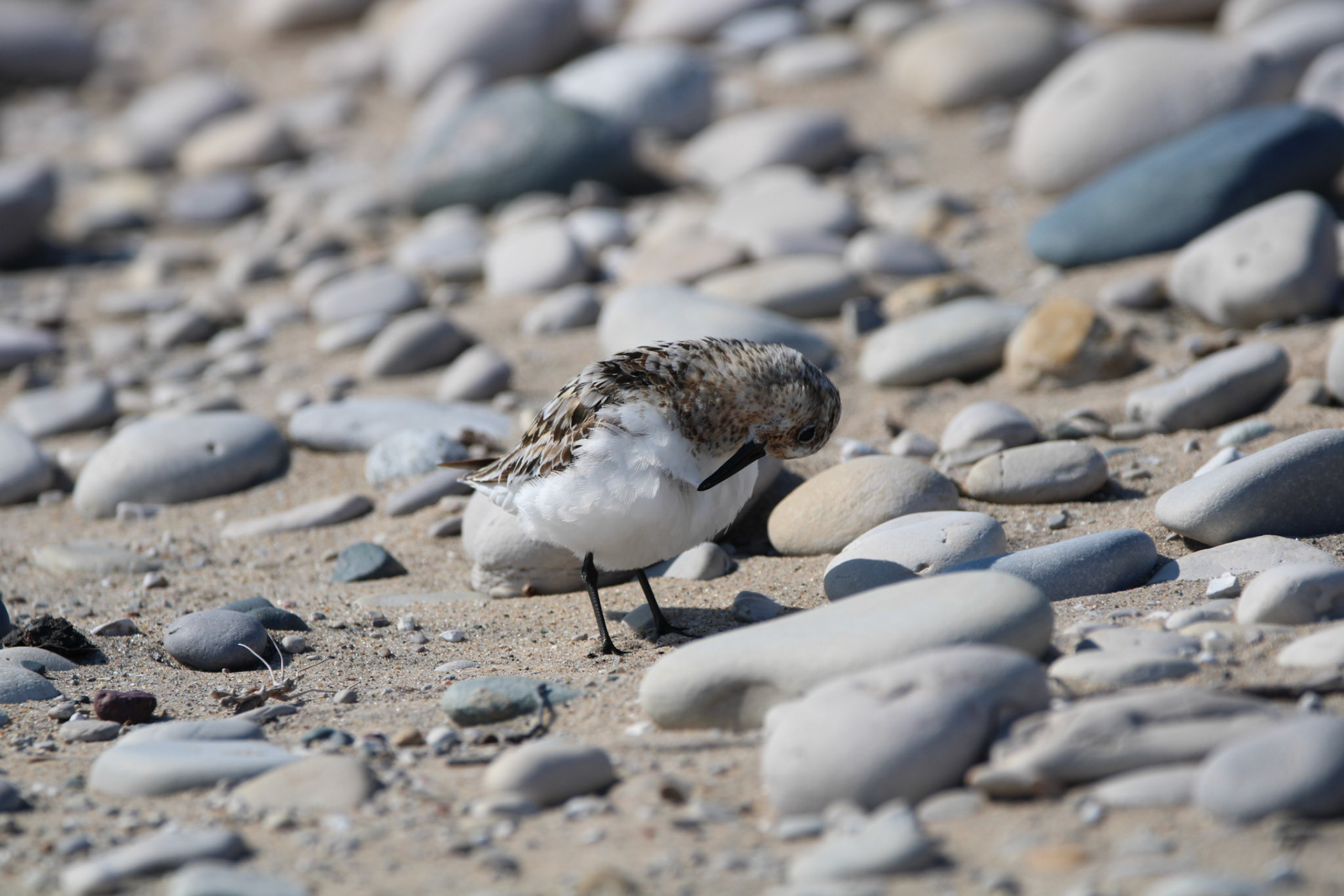 Sanderling