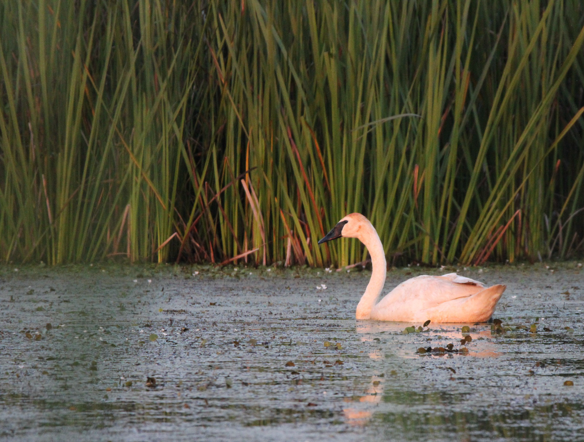 Trumpeter Swan