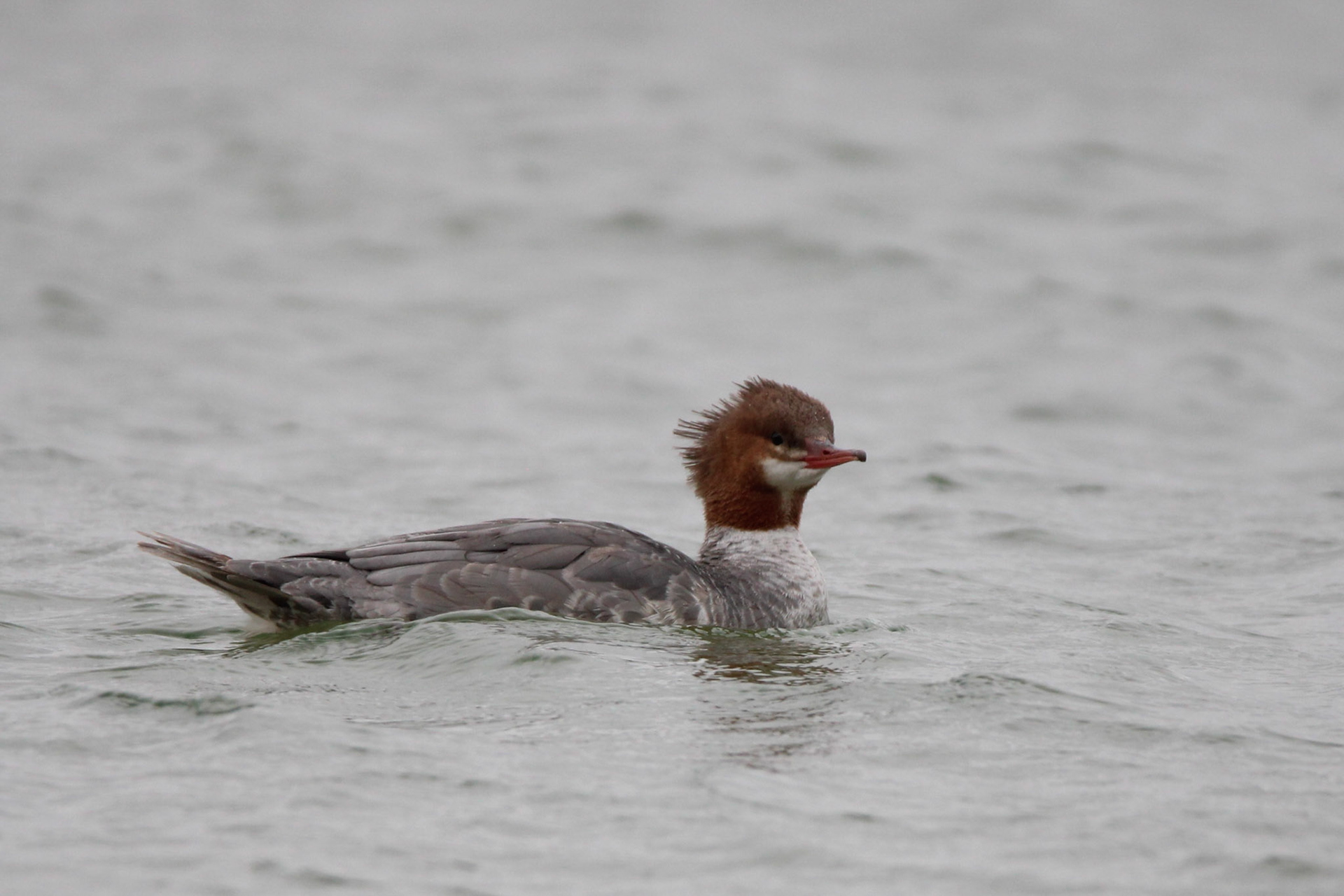 Common Merganser