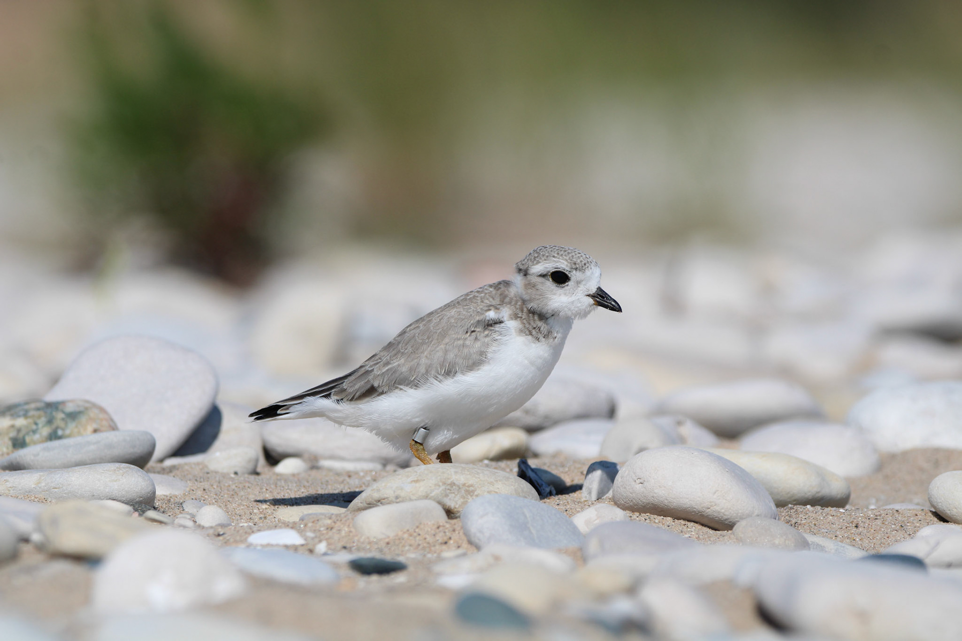 Piping Plover