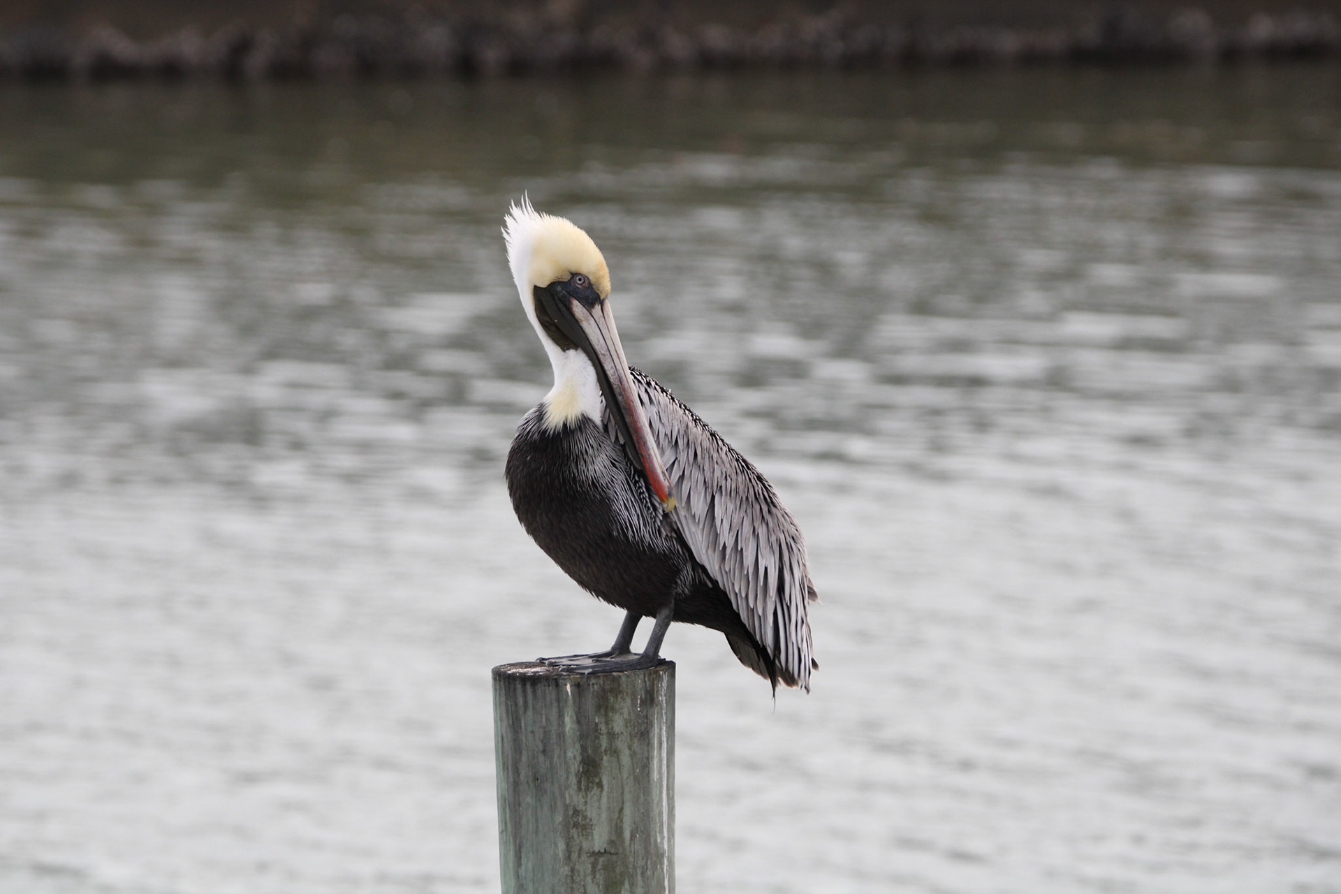 Brown Pelican