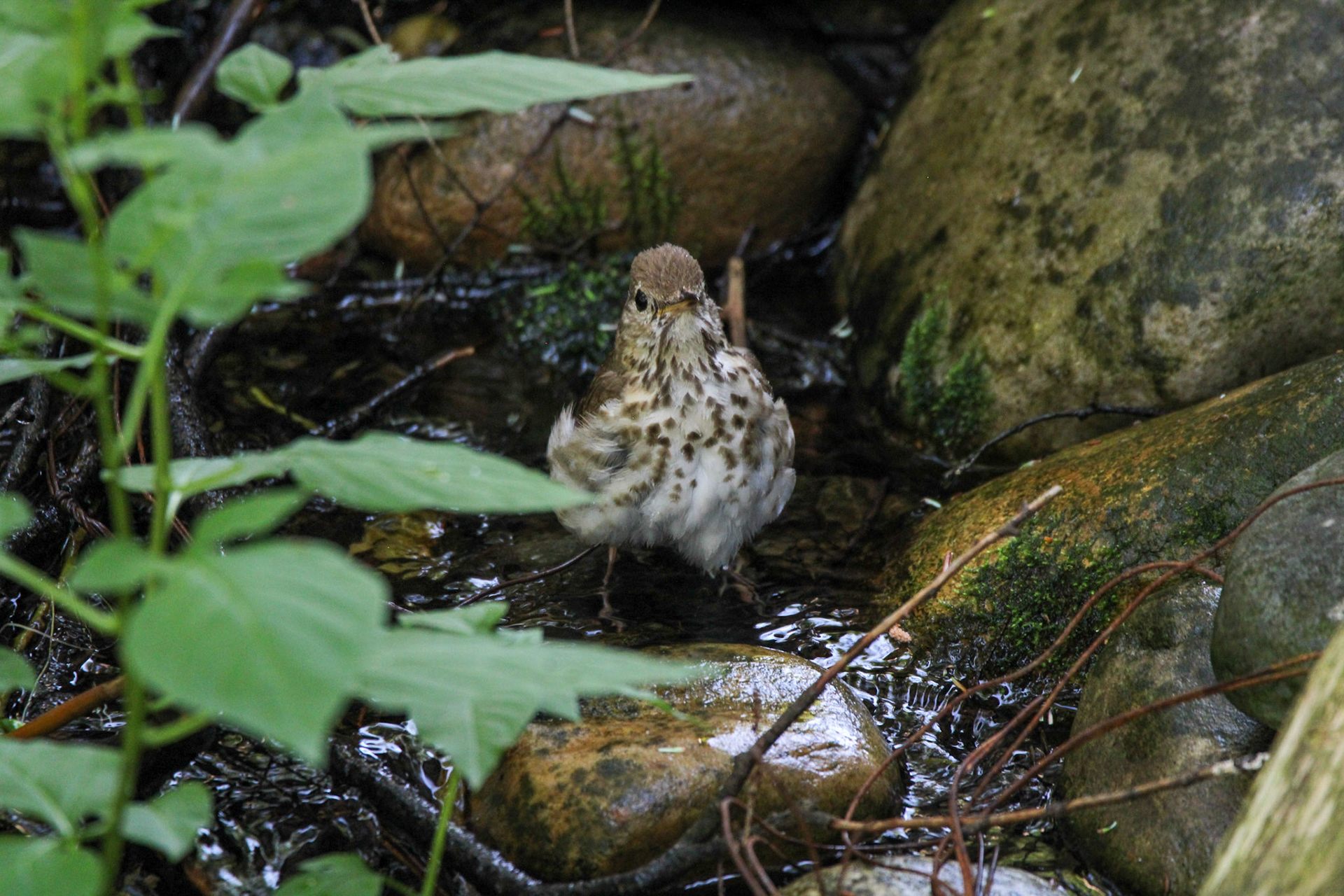 Hermit Thrush - Hartwick Pines State Park