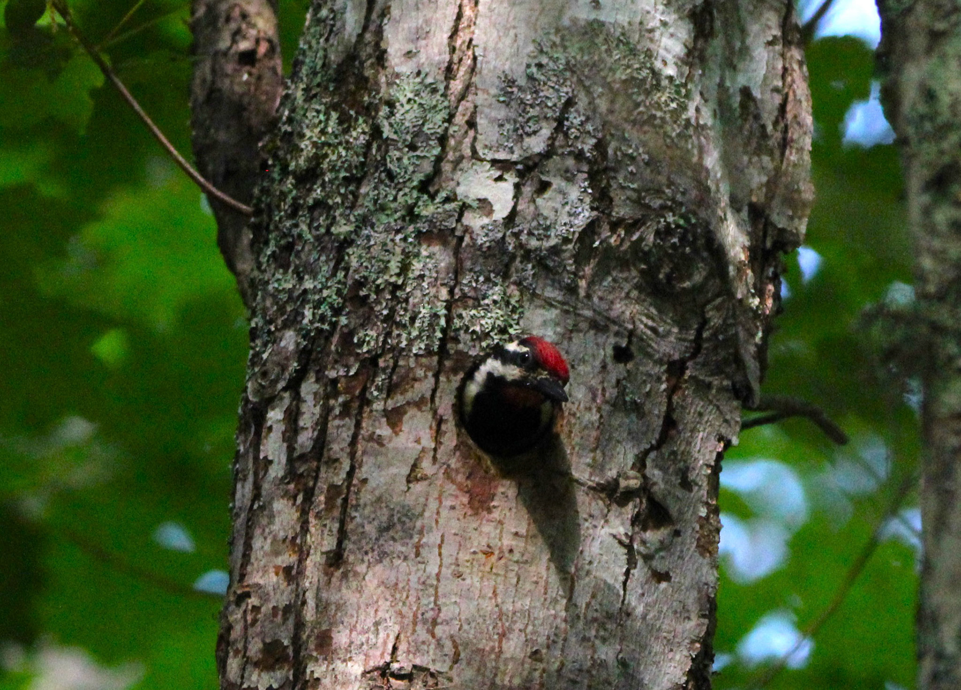 Yellow-bellied Sapsucker