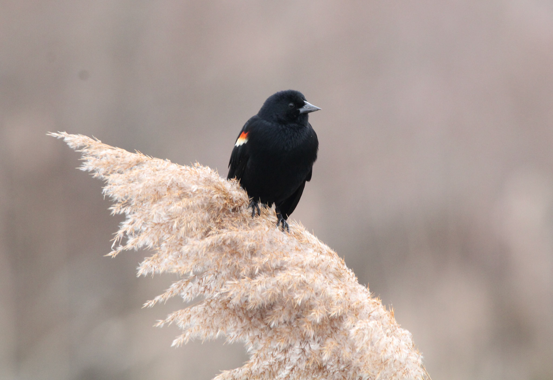 Red-winged Blackbird